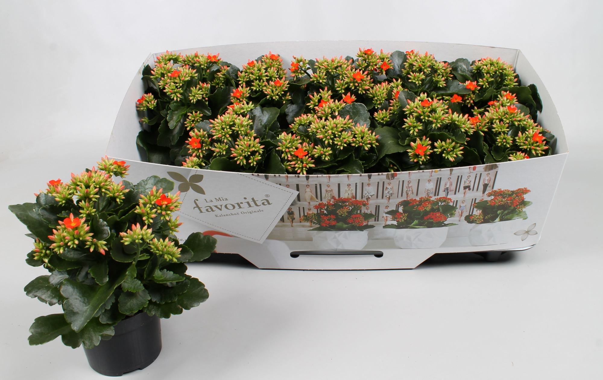 Kalanchoe favorita orange instyle + collar, D 10,5