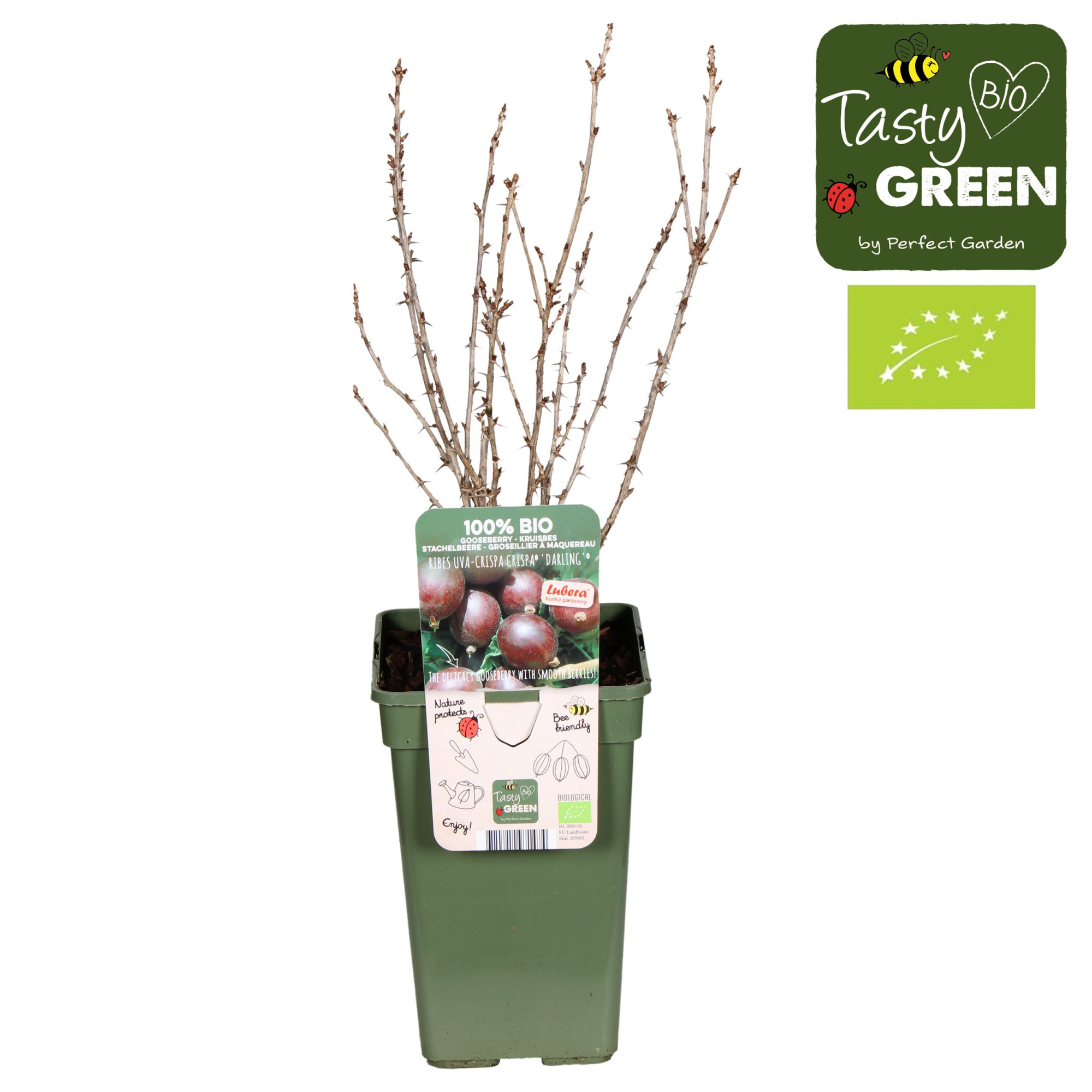 Ribes uva-crispa Crispa® 'Darling'® Bio P19, D 19