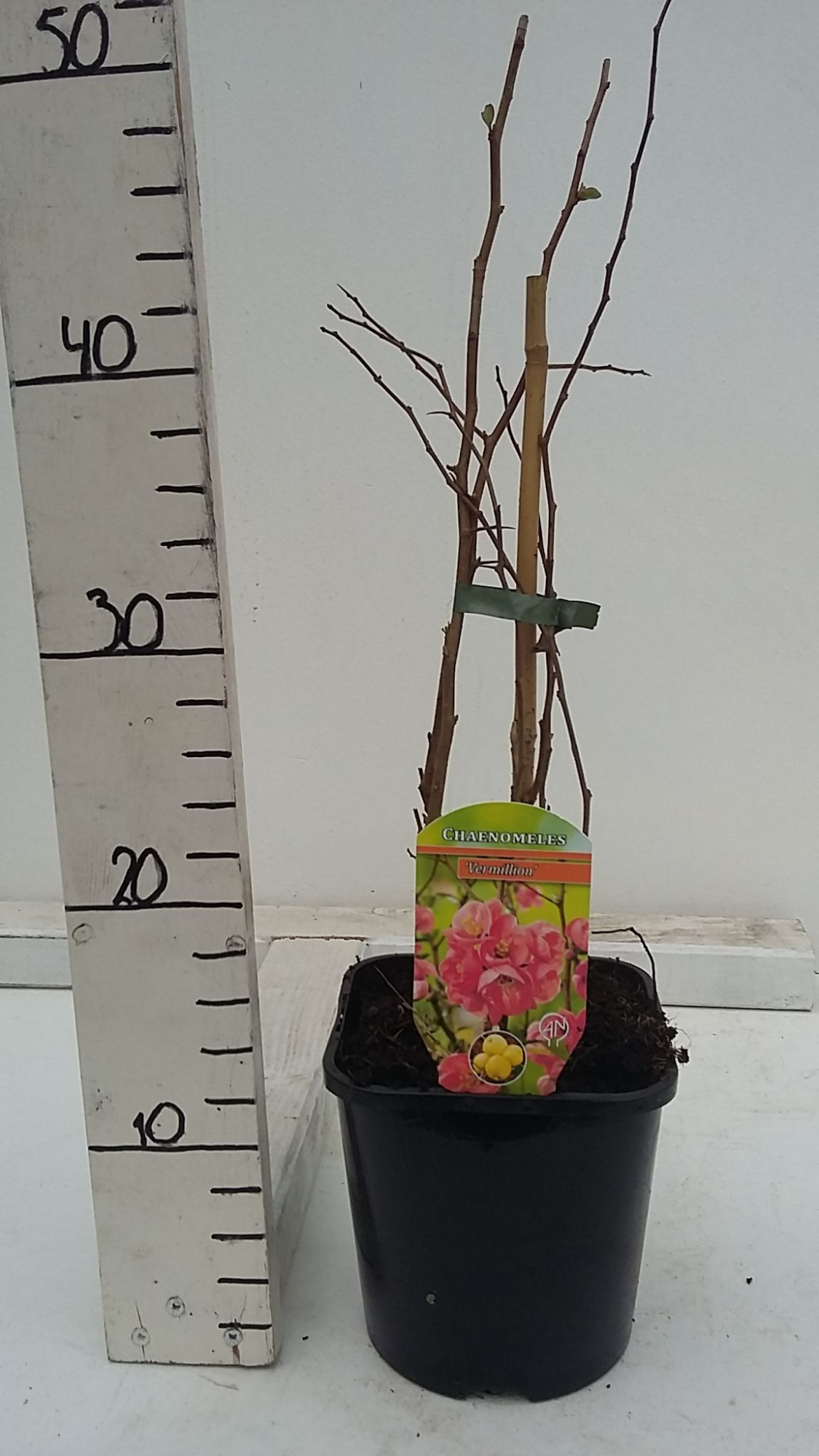 Chaenomeles x superba, D 17