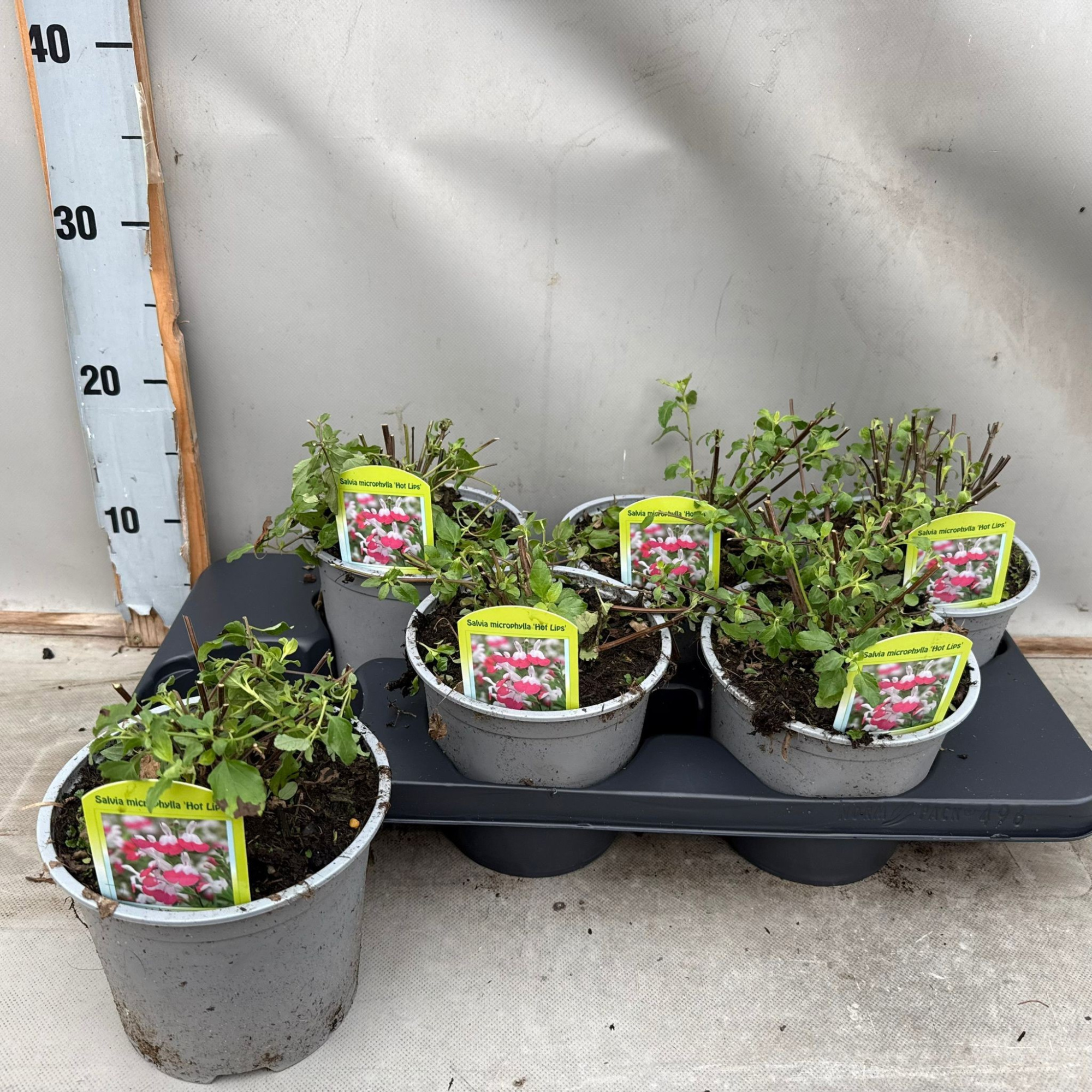 Salvia Microphyla Hot lips, D 15