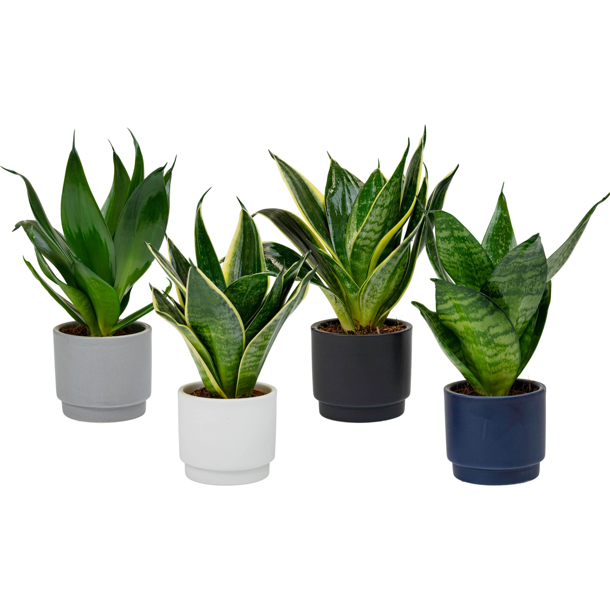 New York with Sansevieria hahni mix, D 6