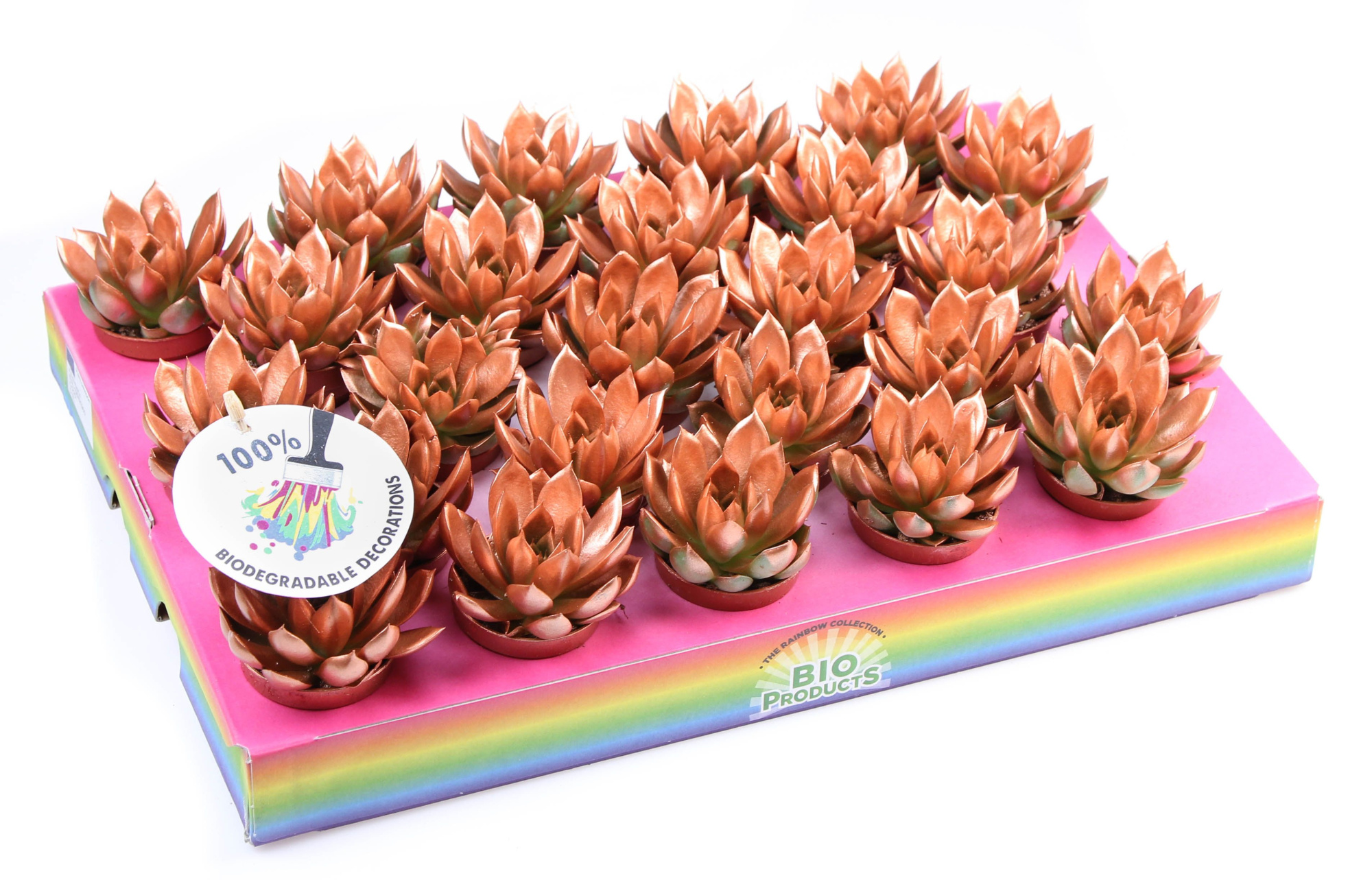 Bio miranda rainbow bronze, D 5,5