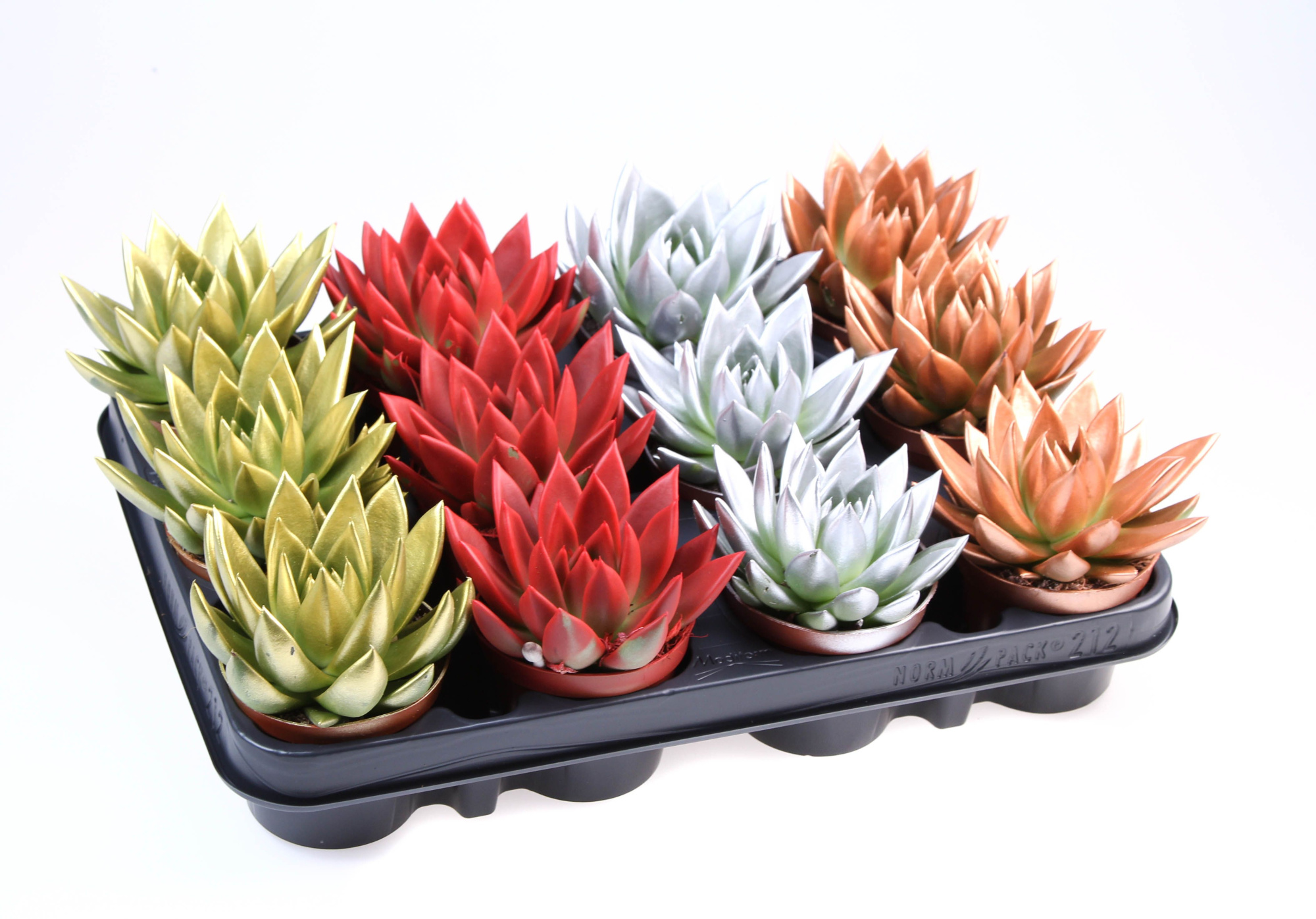 Rainbow kerstmix, D 8,5