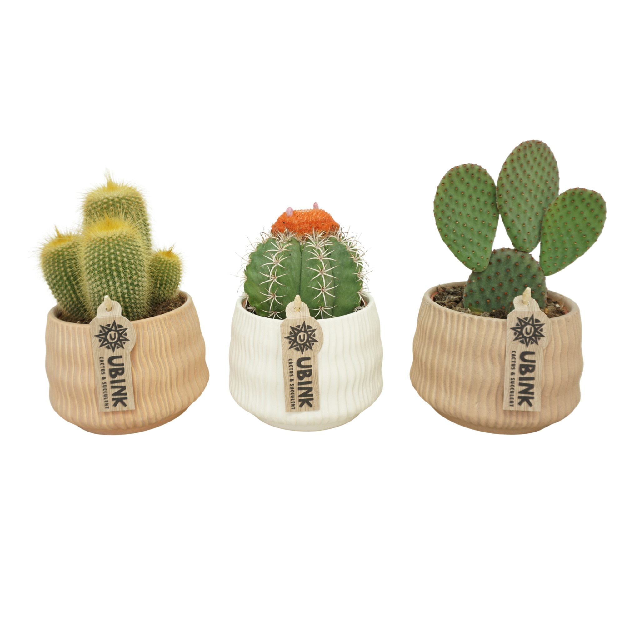 Cactus mix in 13 cm 'Es Vedra' keramiek, D 10,5