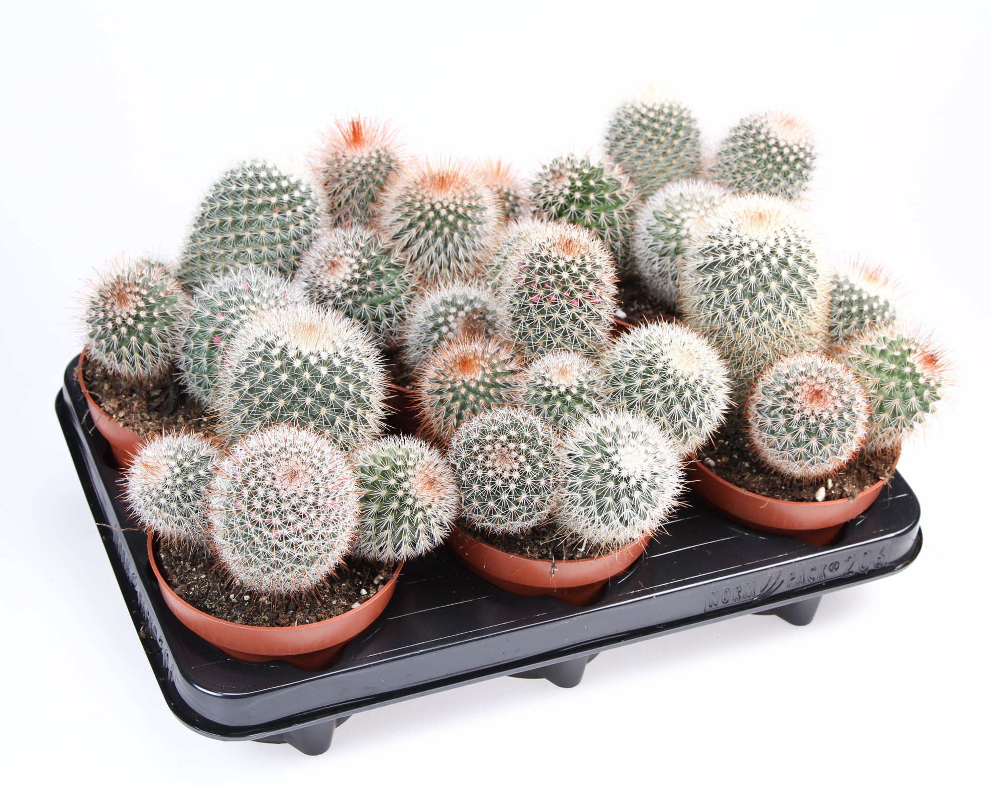 Mammillaria Spinosissima, D 12