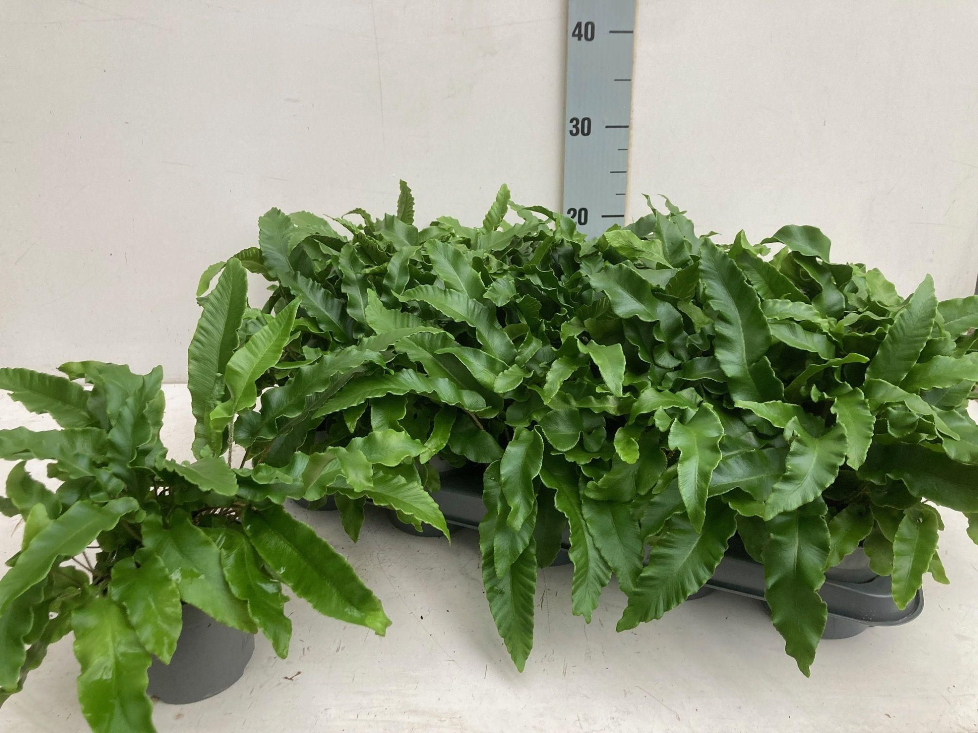 Asplenium scolopendrium phyllitis, D 10,5