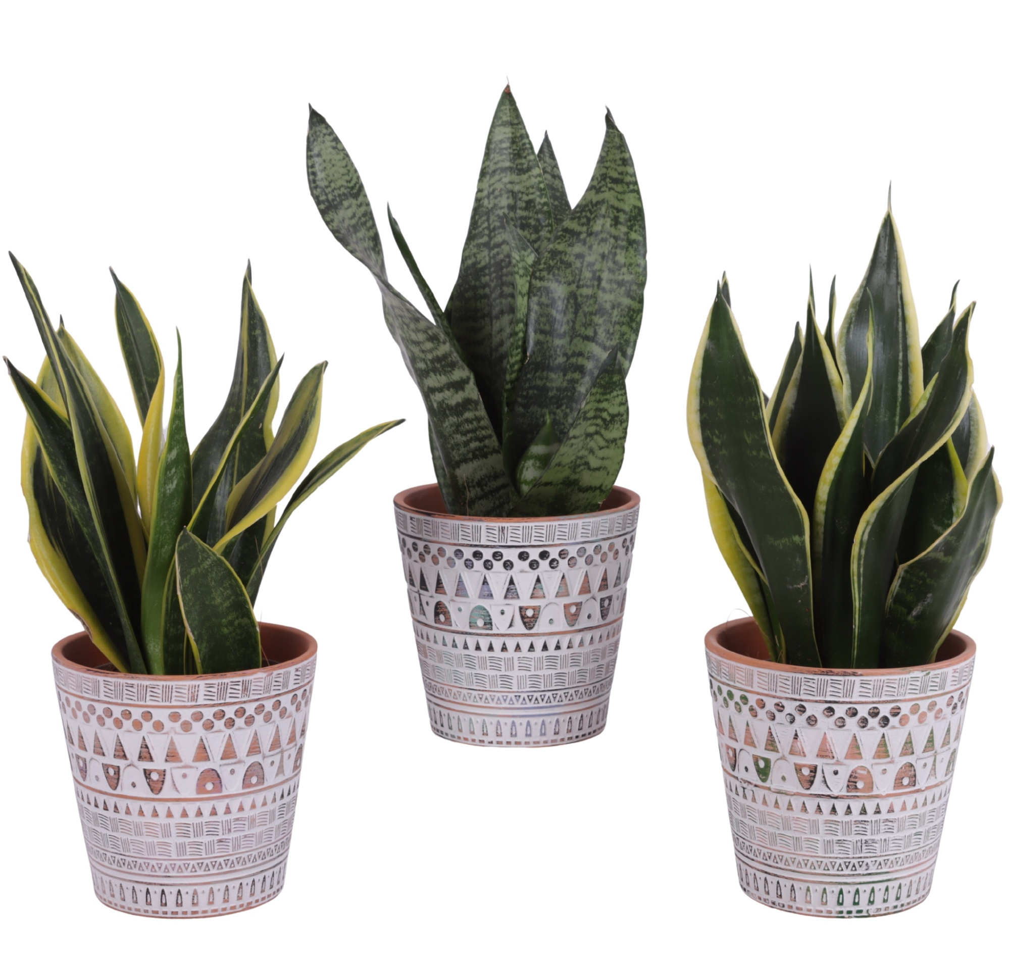 Sansevieria mix Ø12cm in Ø14cm Ceramic Pot Inca, D 14