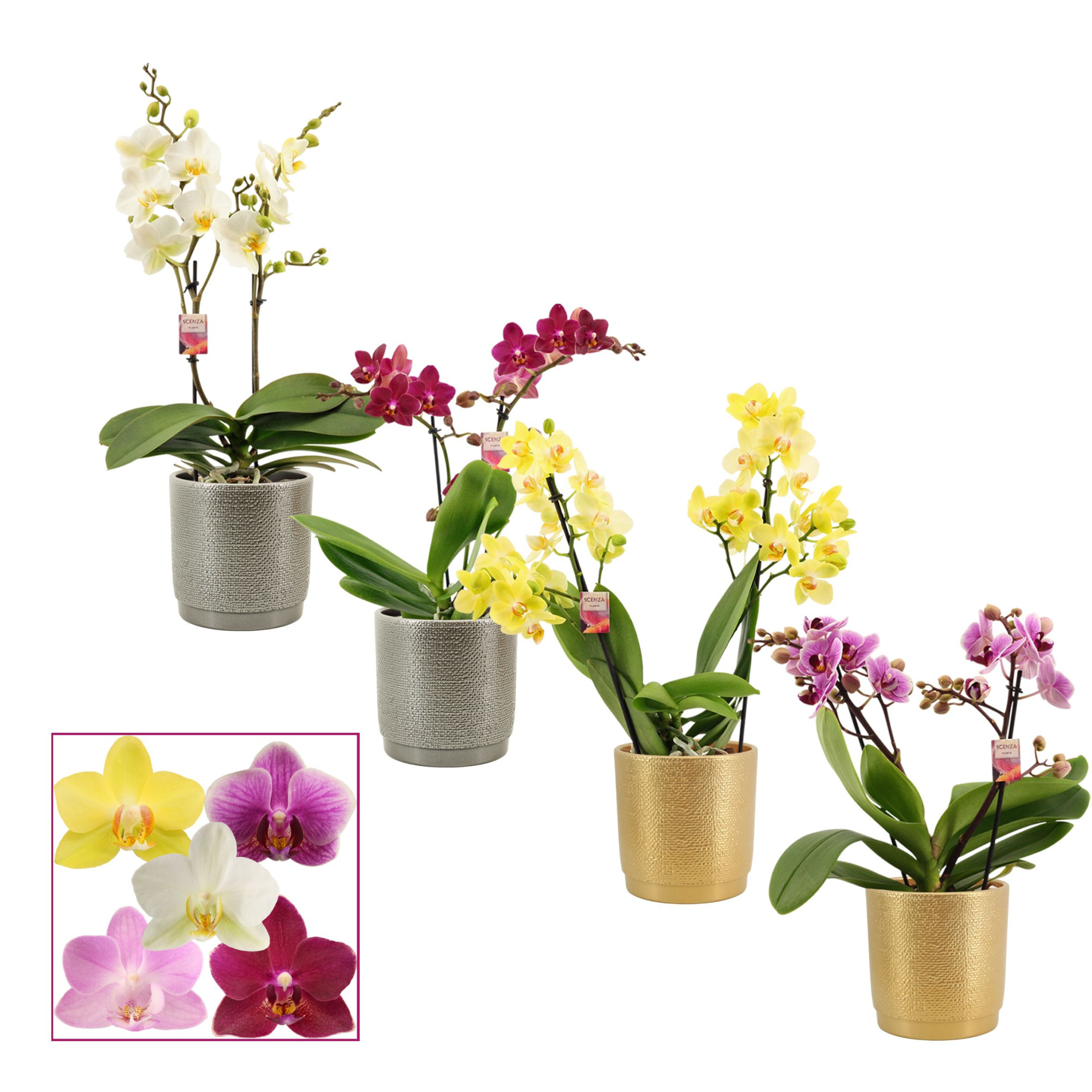 Phalaenopsis multiflora 2 tak mix in Gabriël (Deco-collection), D 12