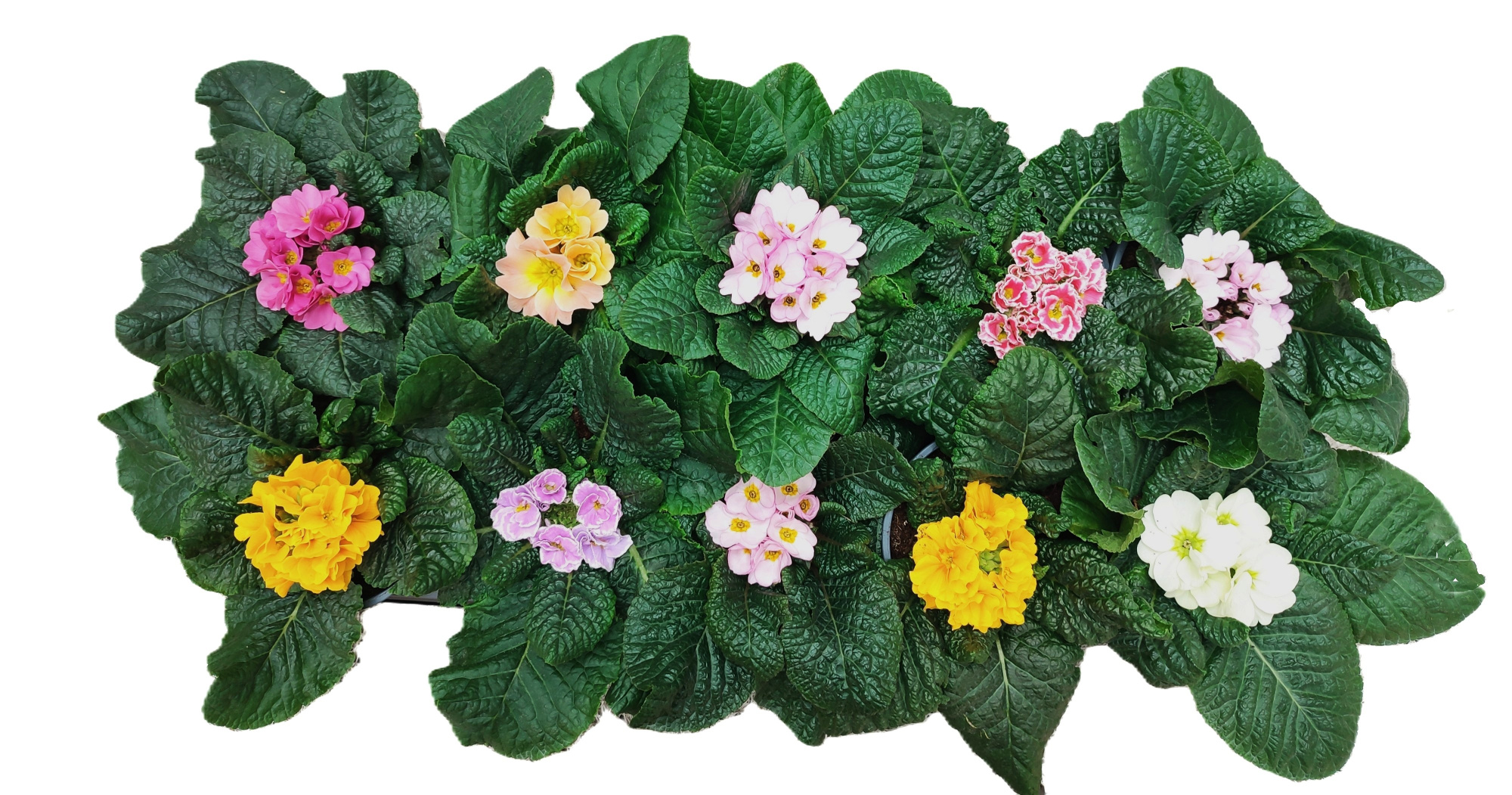 Primula Acaulis Special Mix, D 12