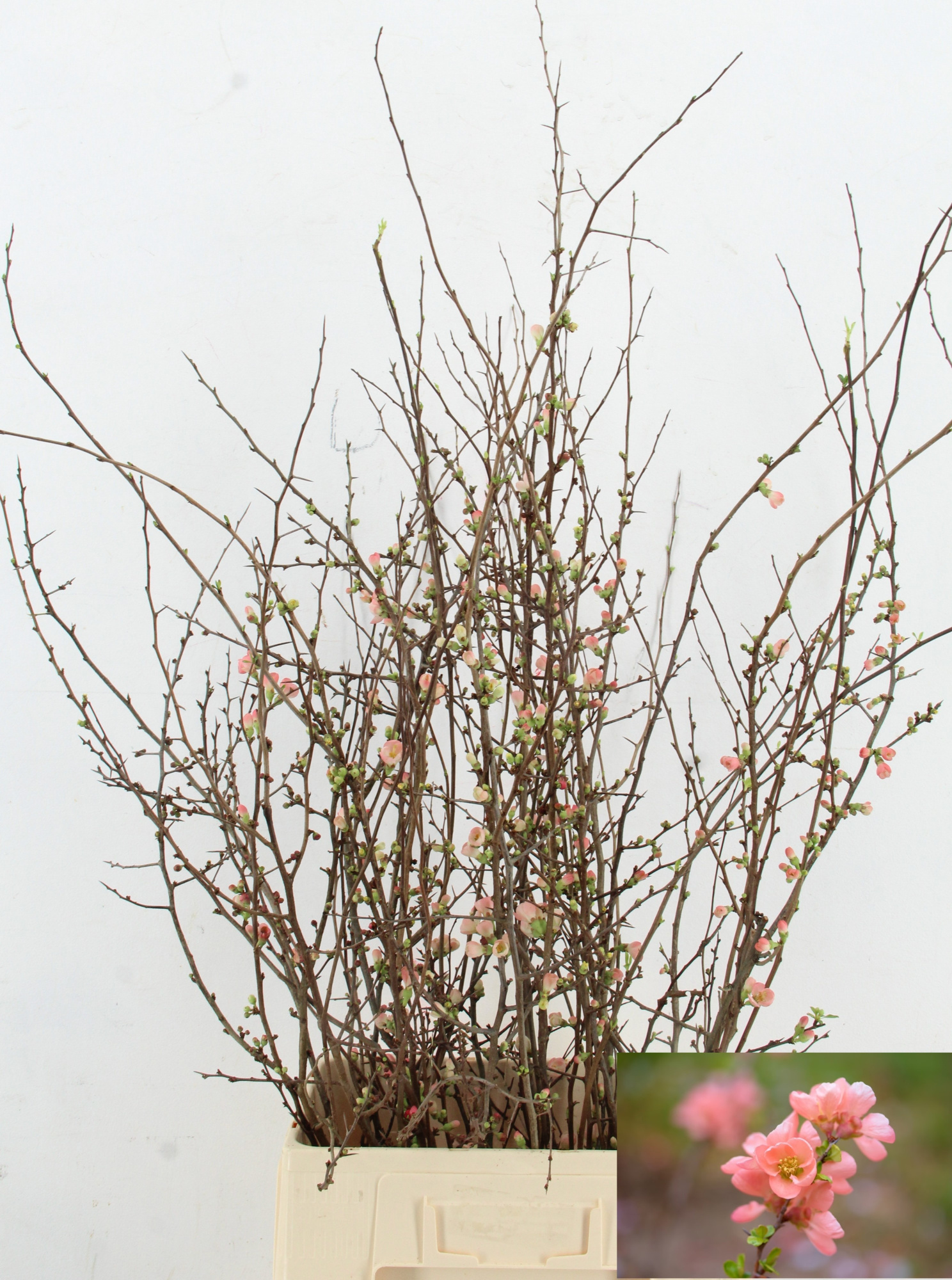 Хаеномелис Японика 90, шт.