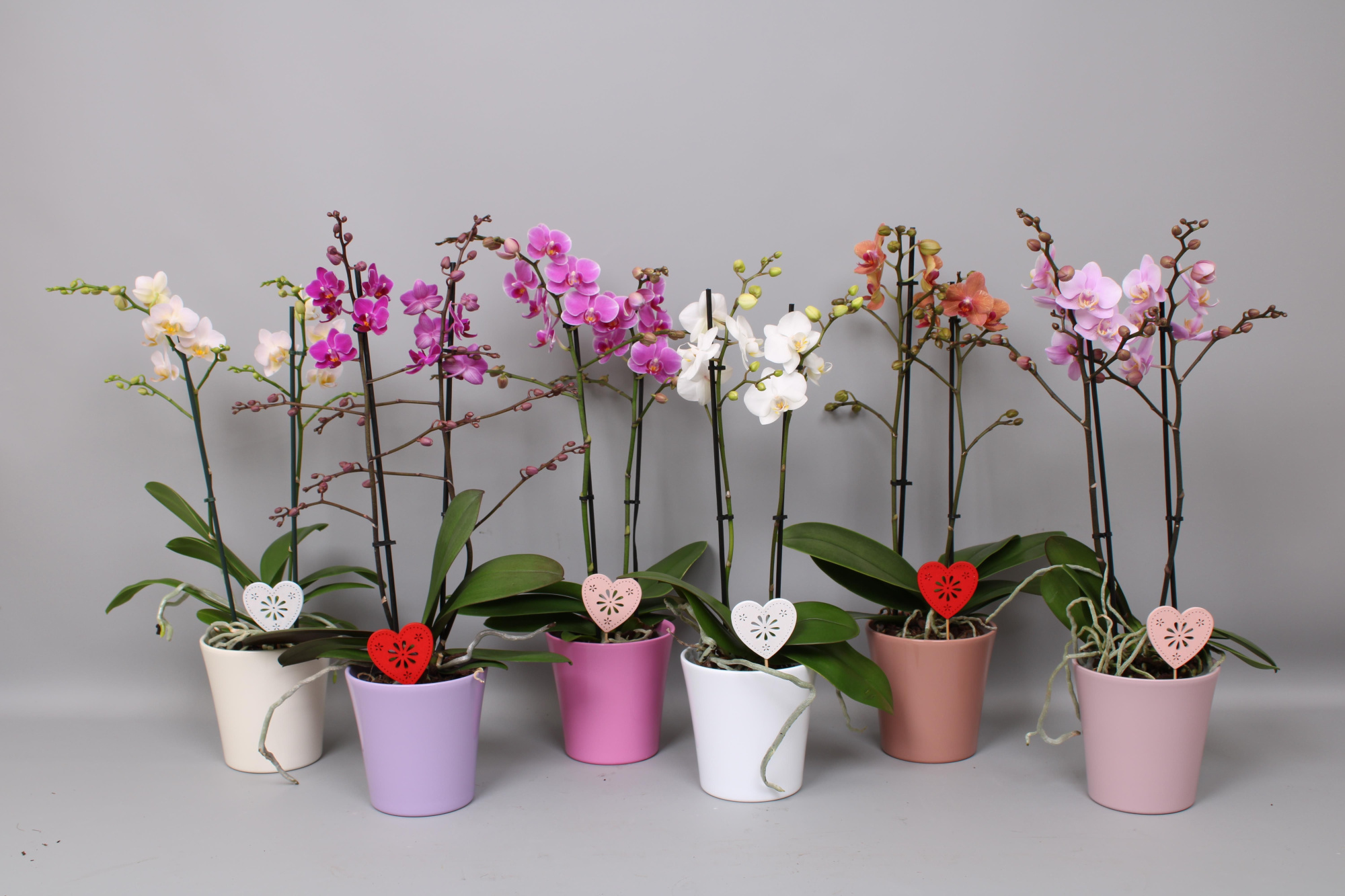 Phal. Multi 2-tak mix in Maria mix keramiek + bijsteker hart, D 12