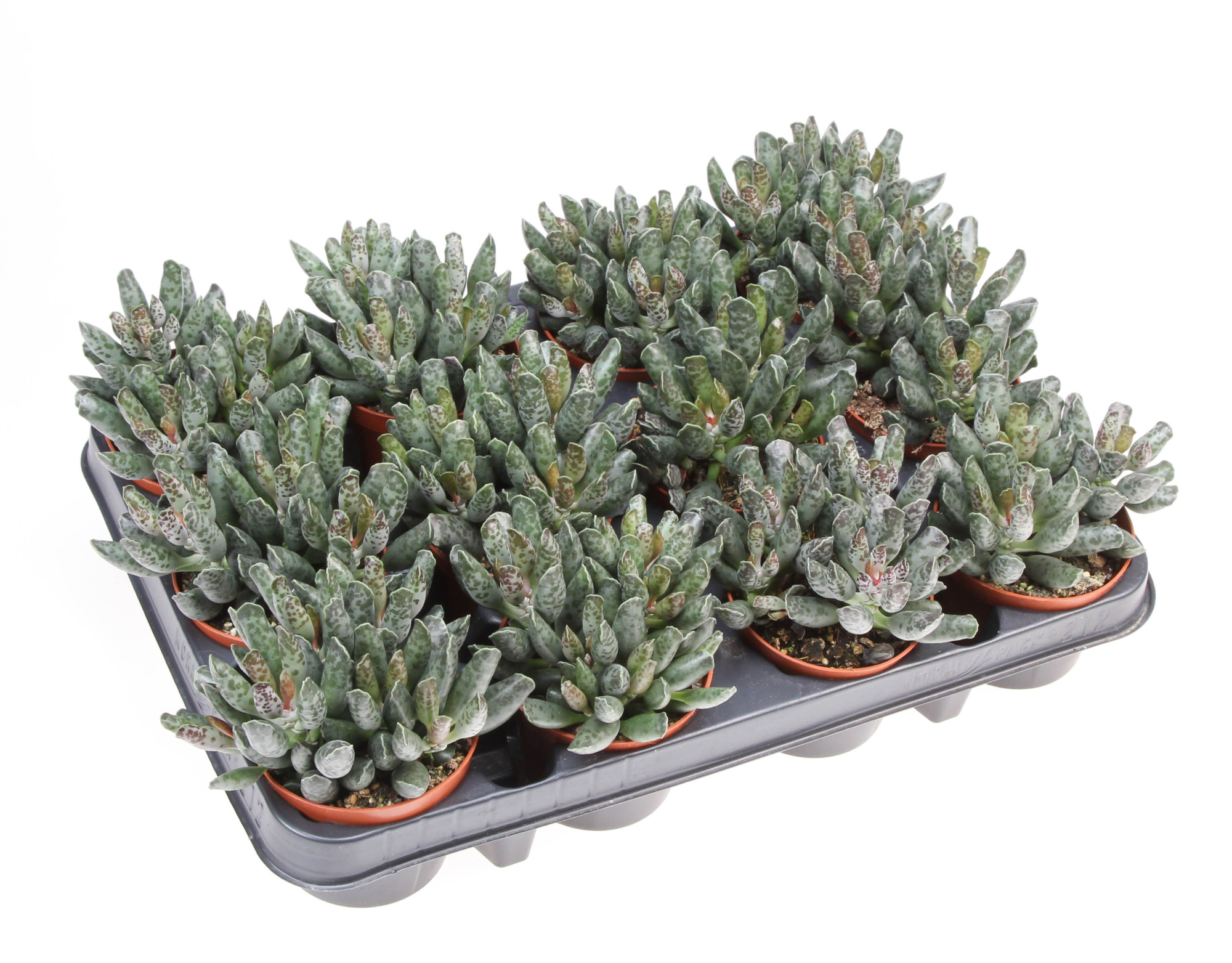 Adromischus Festivus, D 8,5