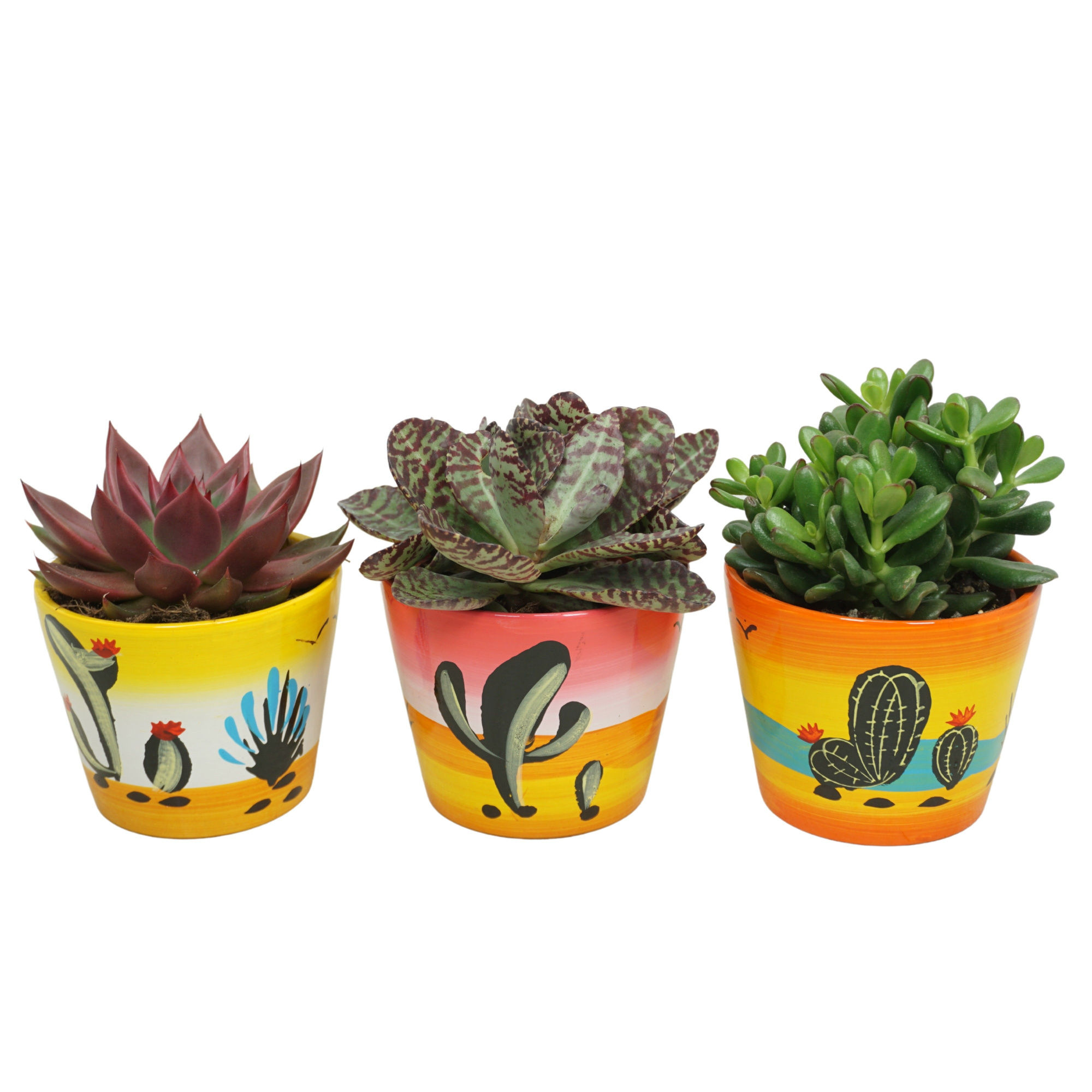 Succulent mix in 12 cm 'Decorpot', D 10,5
