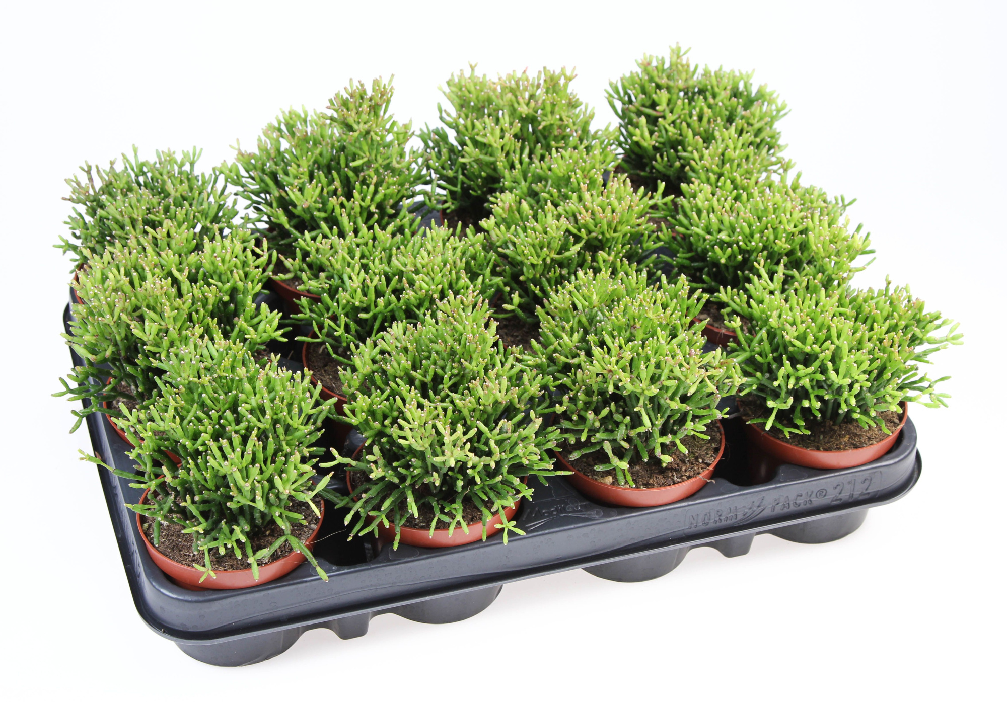 Rhipsalis baccifera hatiora, D 8,5