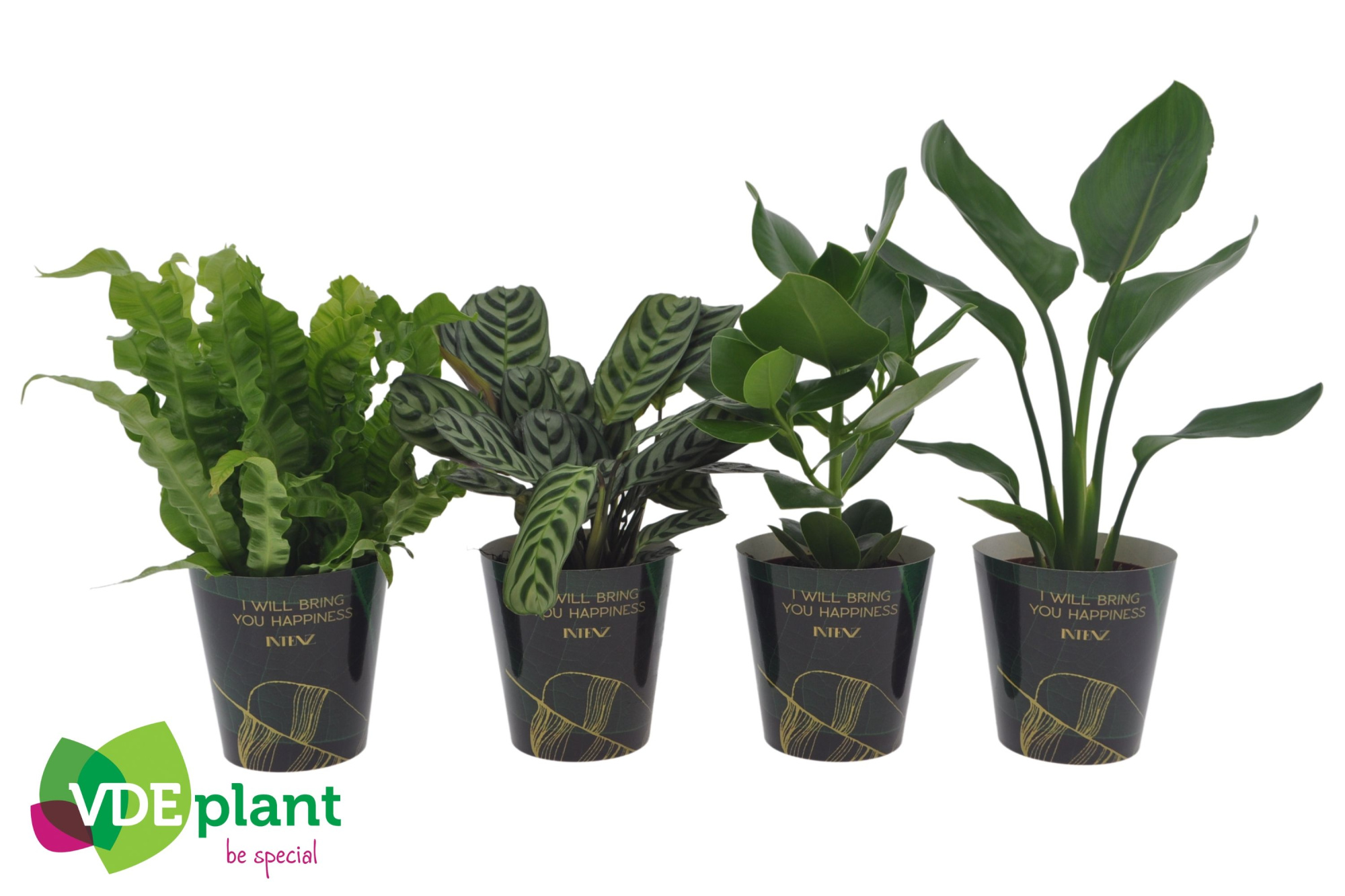 Intenz mix in Intenz Cup, D 12