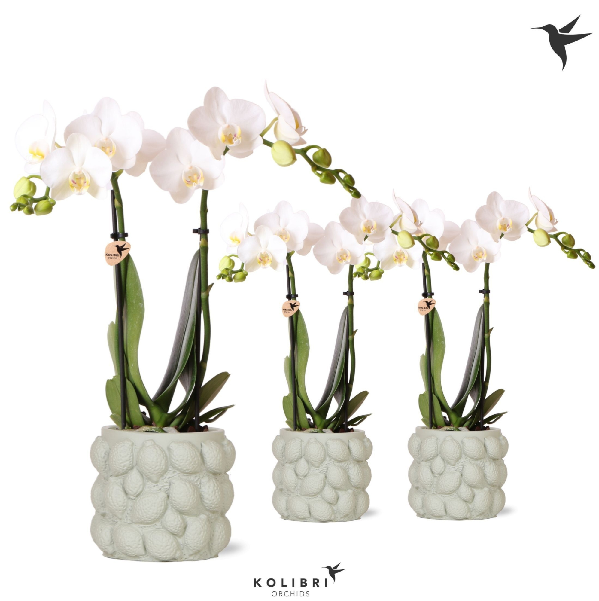 Kolibri Orchids Phalaenopsis white 2 spike in Citrus pot green, D 9