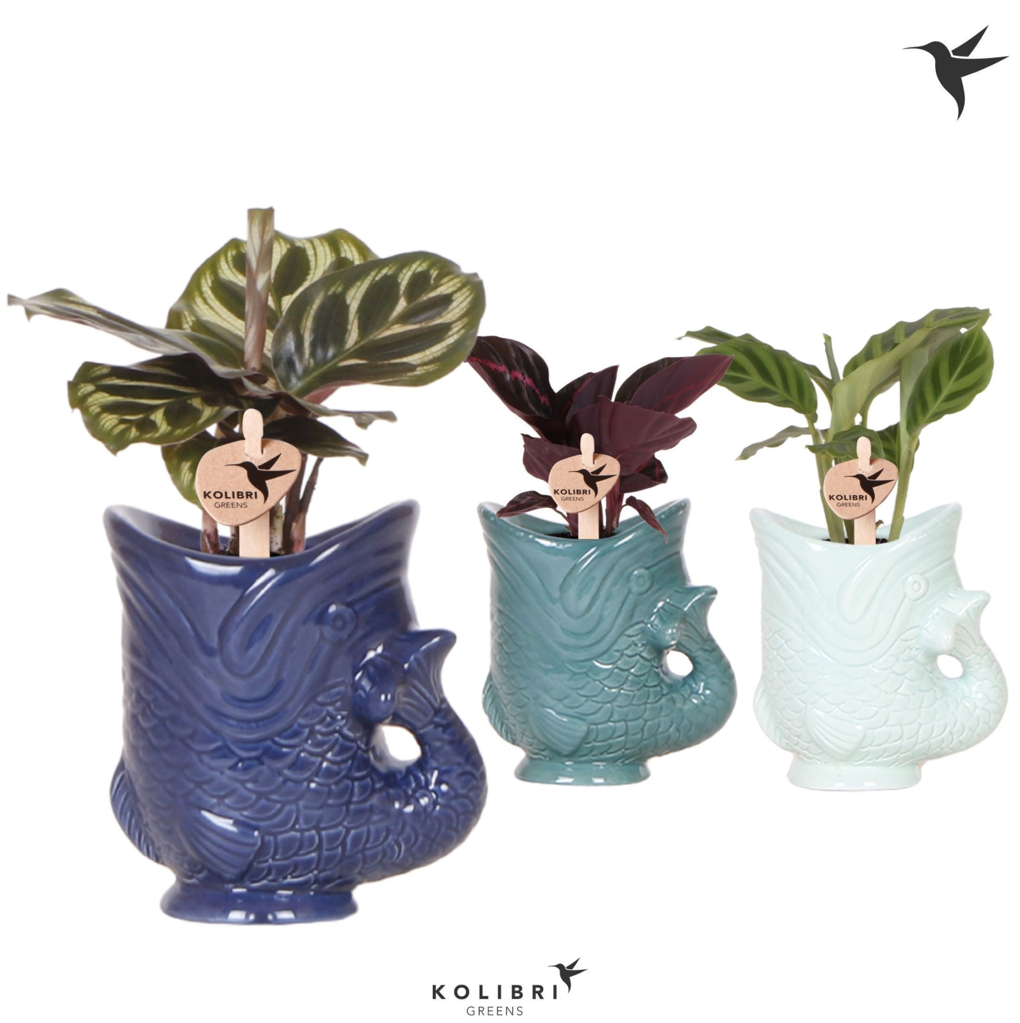Kolibri Greens Calathea mix in Fish pot blue mix, D 6