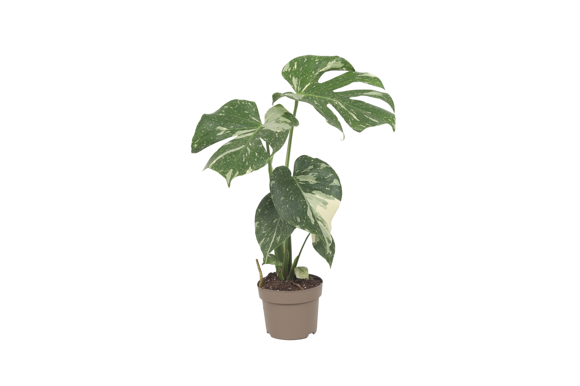 Monstera Thai Constellation 12cm, D 12