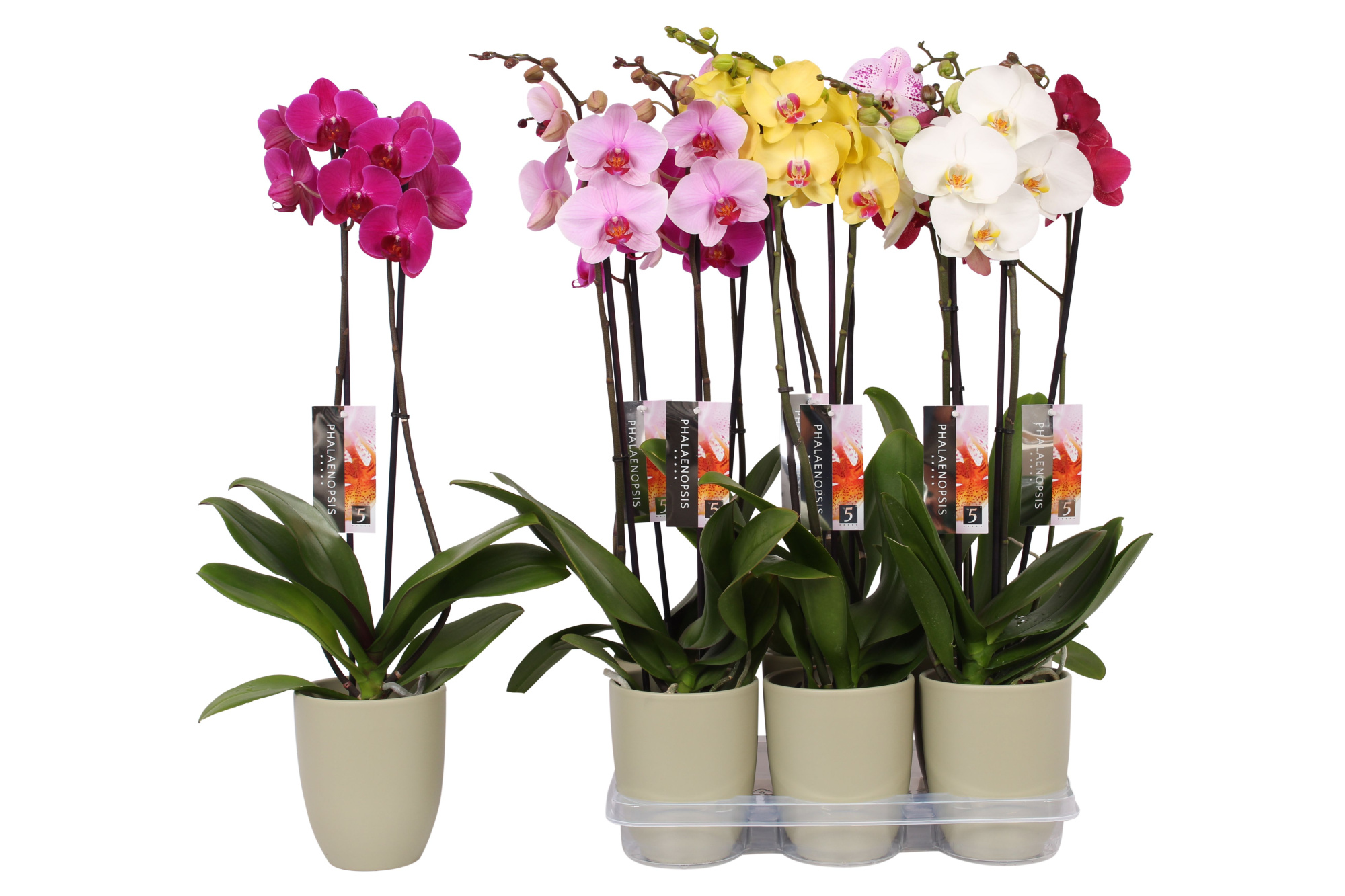 Phalaenopsis mix, 2-spike Green Ceramics, D 12