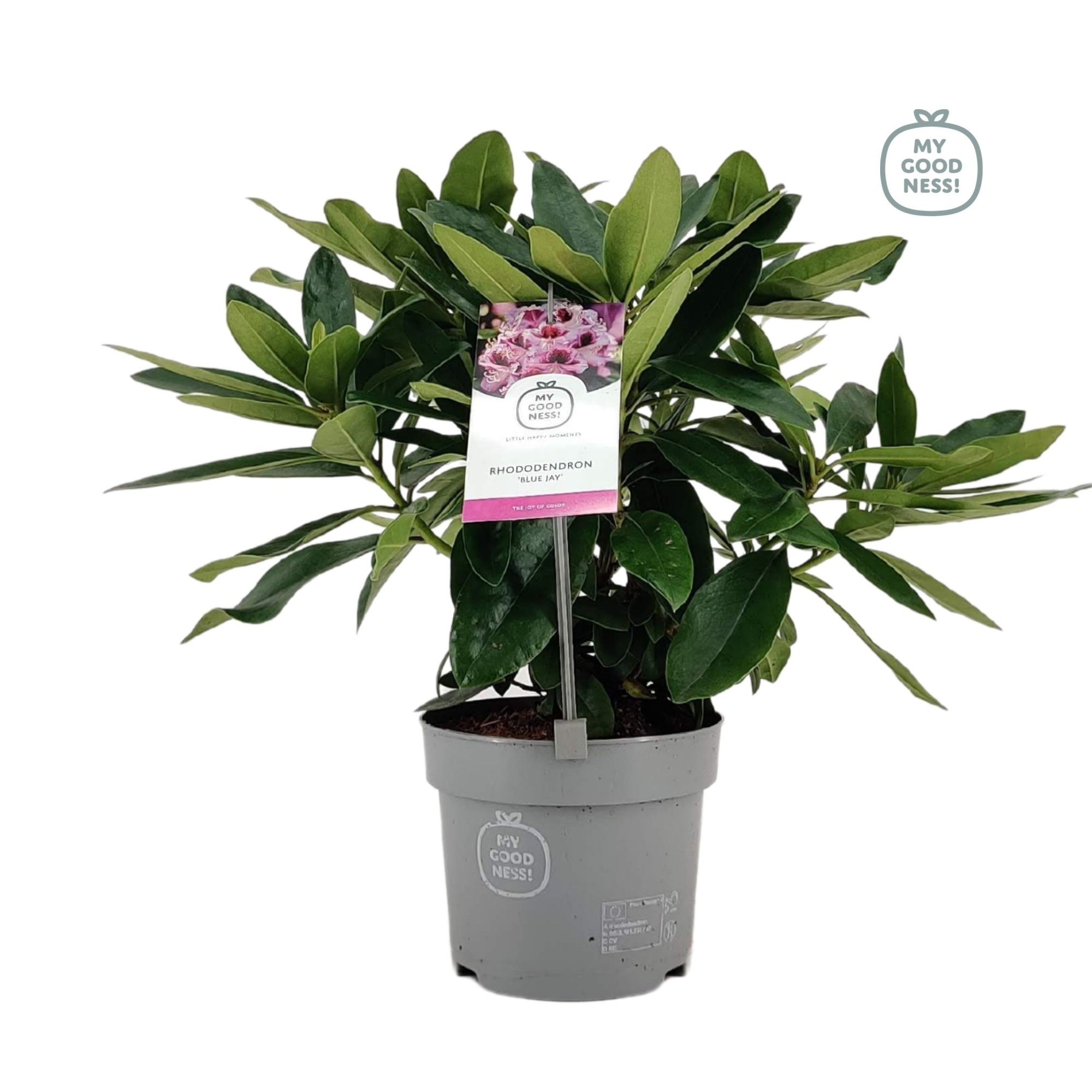 Rhododendron 15-20 /1.5 liter Lila, D 15