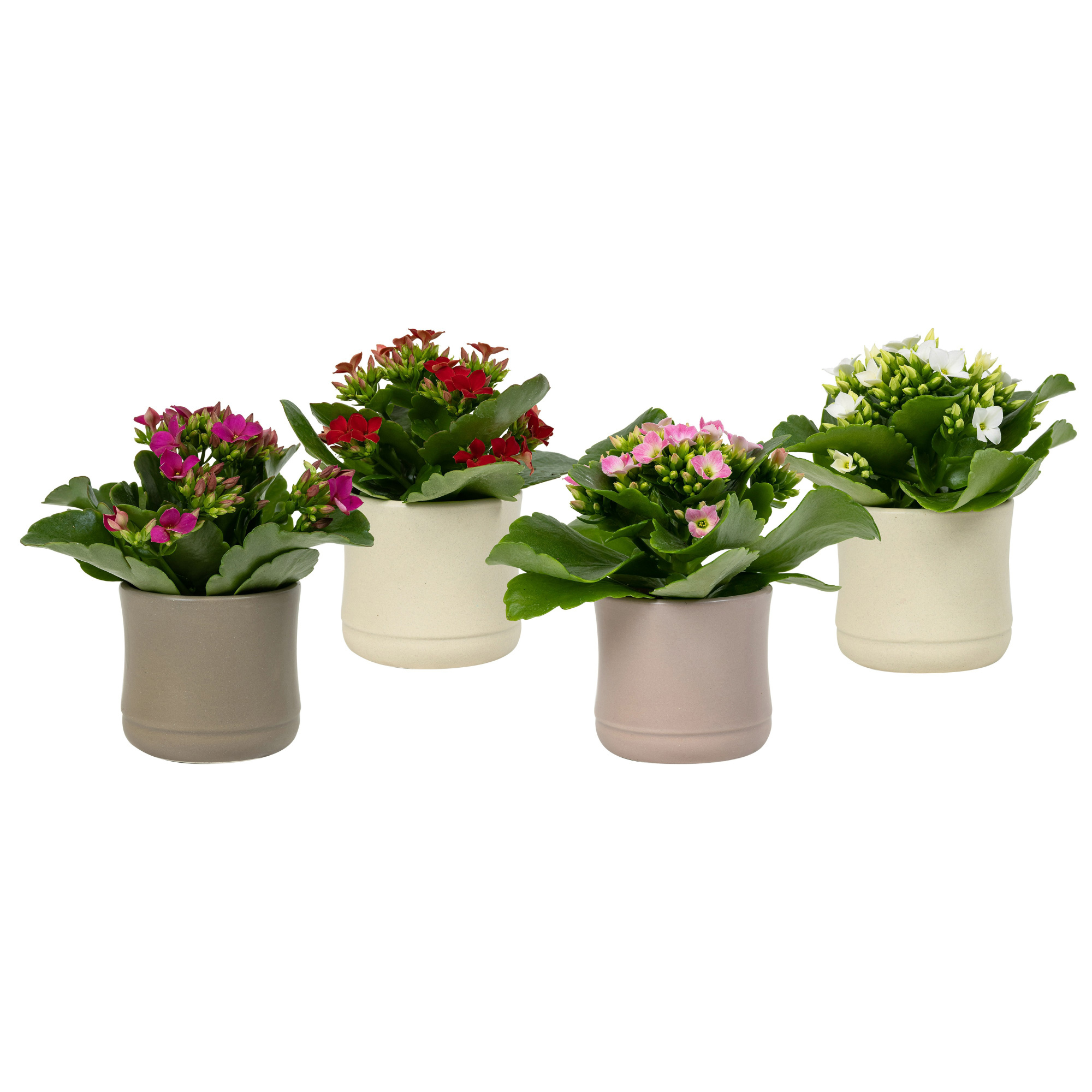 Dust with Kalanchoe, D 6