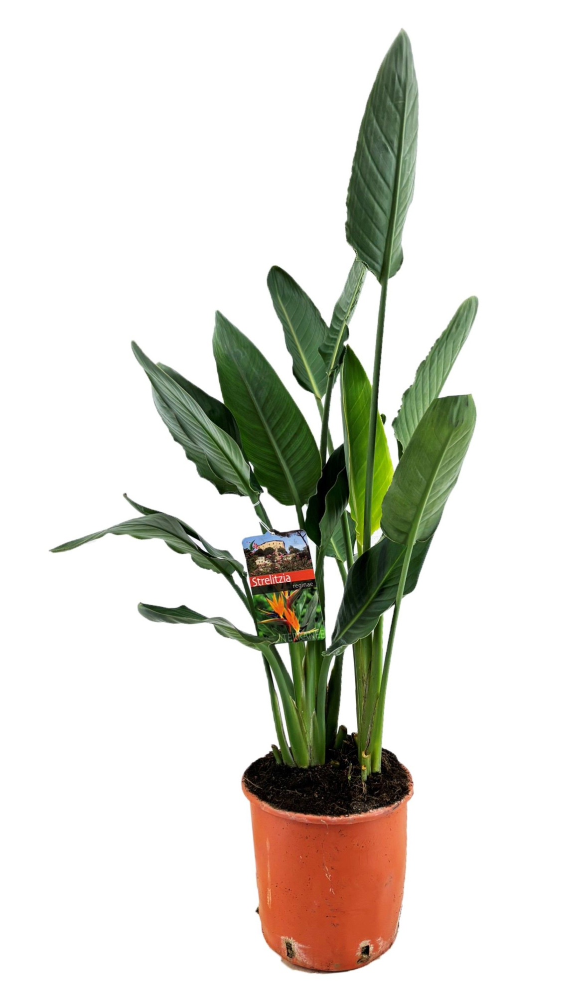Strelitzia reginae, D 24