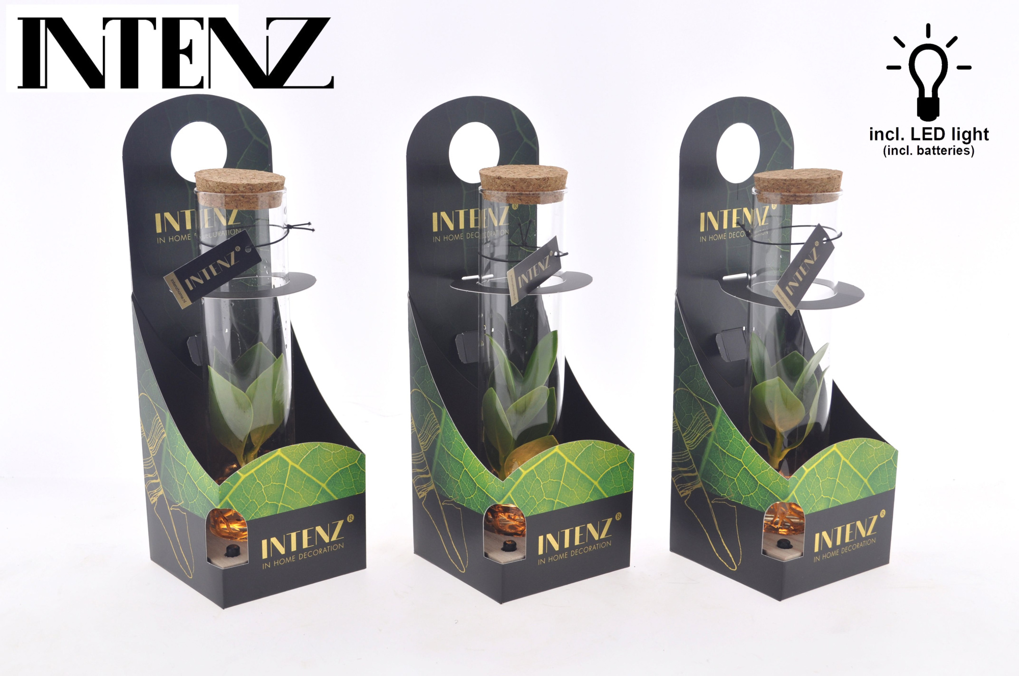 Clusia in Tube glas + LED + verpakking-levertijd 24u, D 5