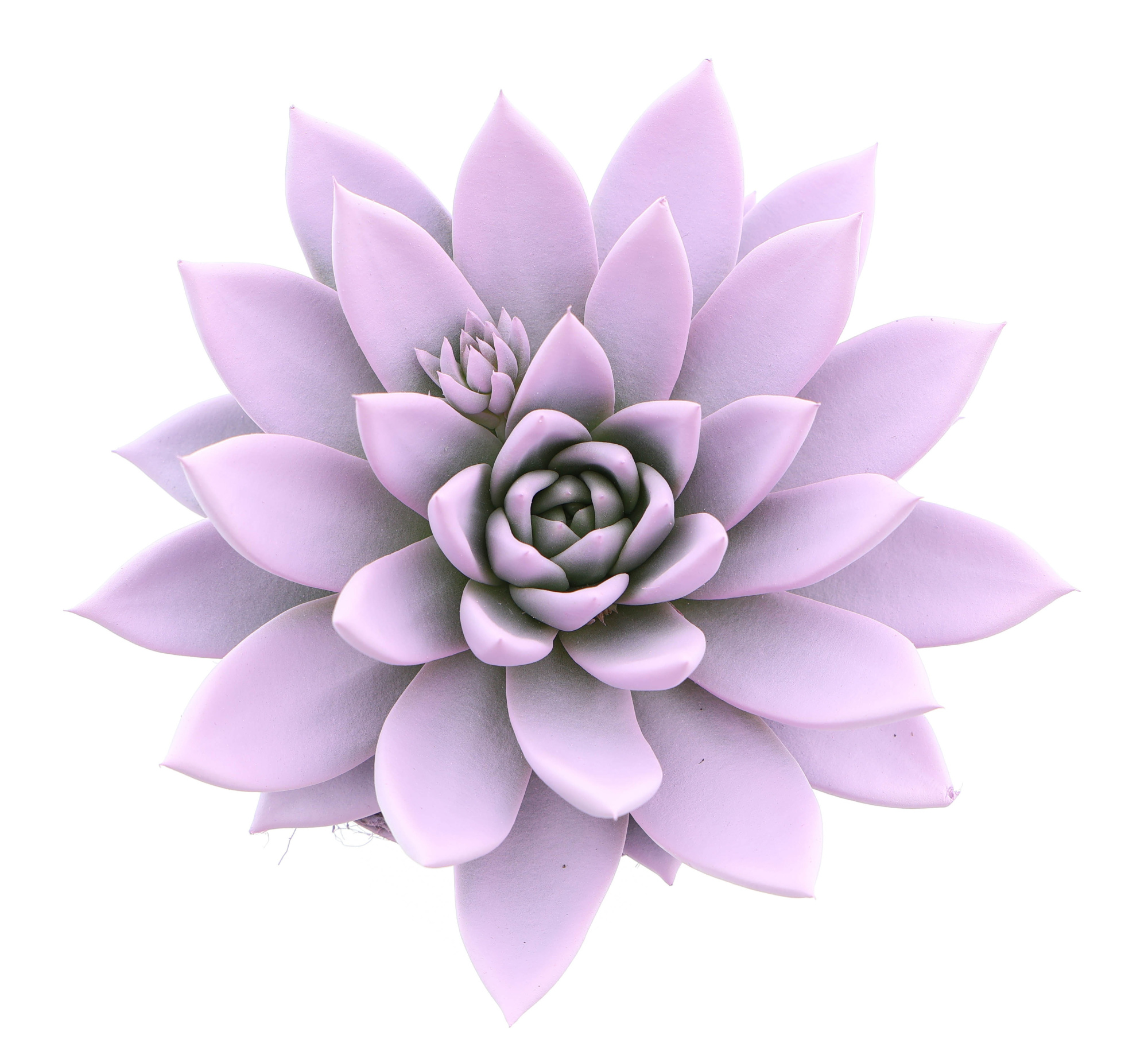 Rainbow baby pink, D 12