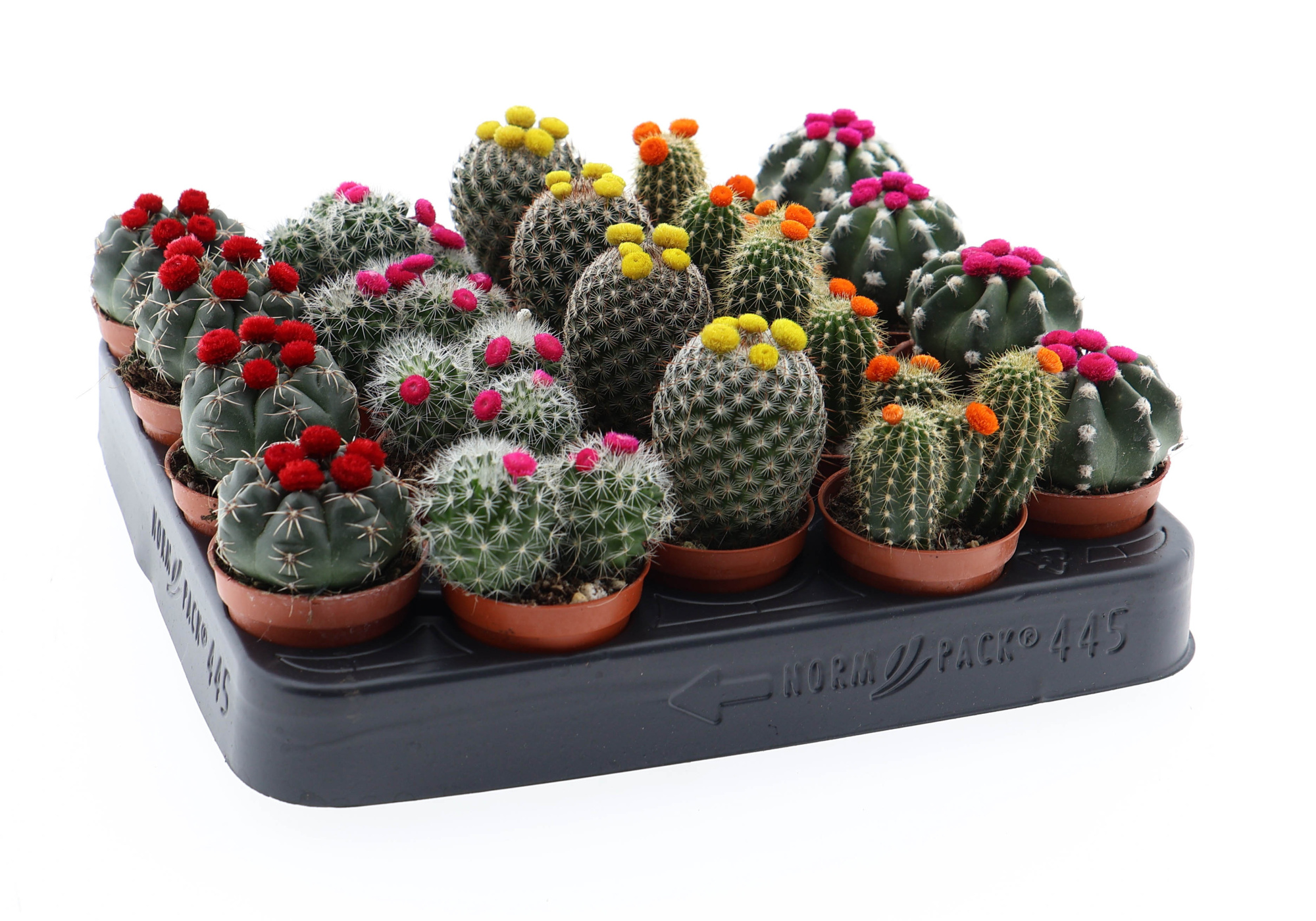 Cactus mix prick flower, D 5,5