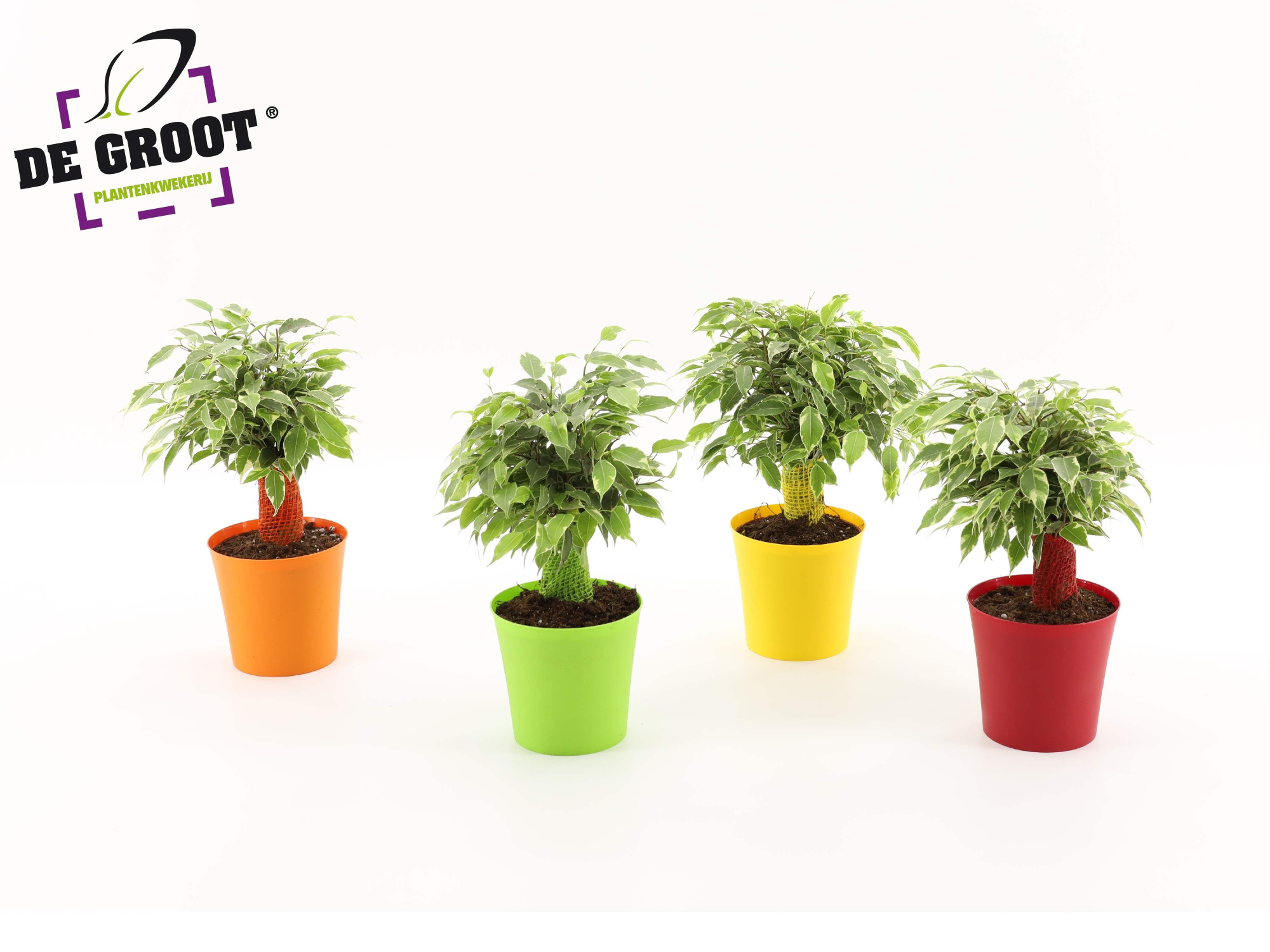 Ficus benjamina Kinky Ton-Sur-Ton, D 12