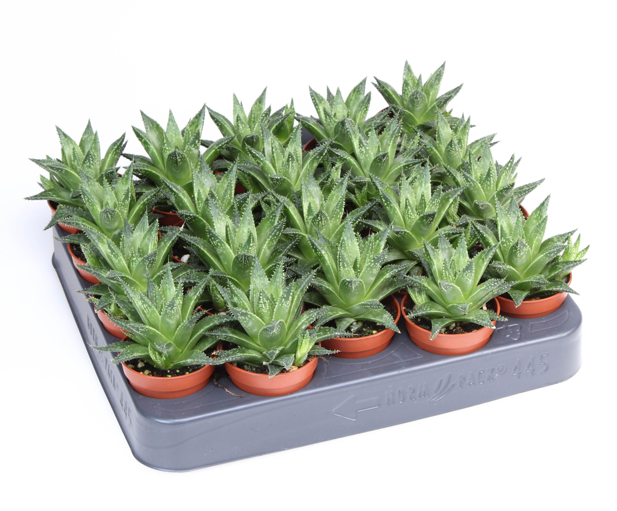 Haworthia Vivaldi, D 5,5