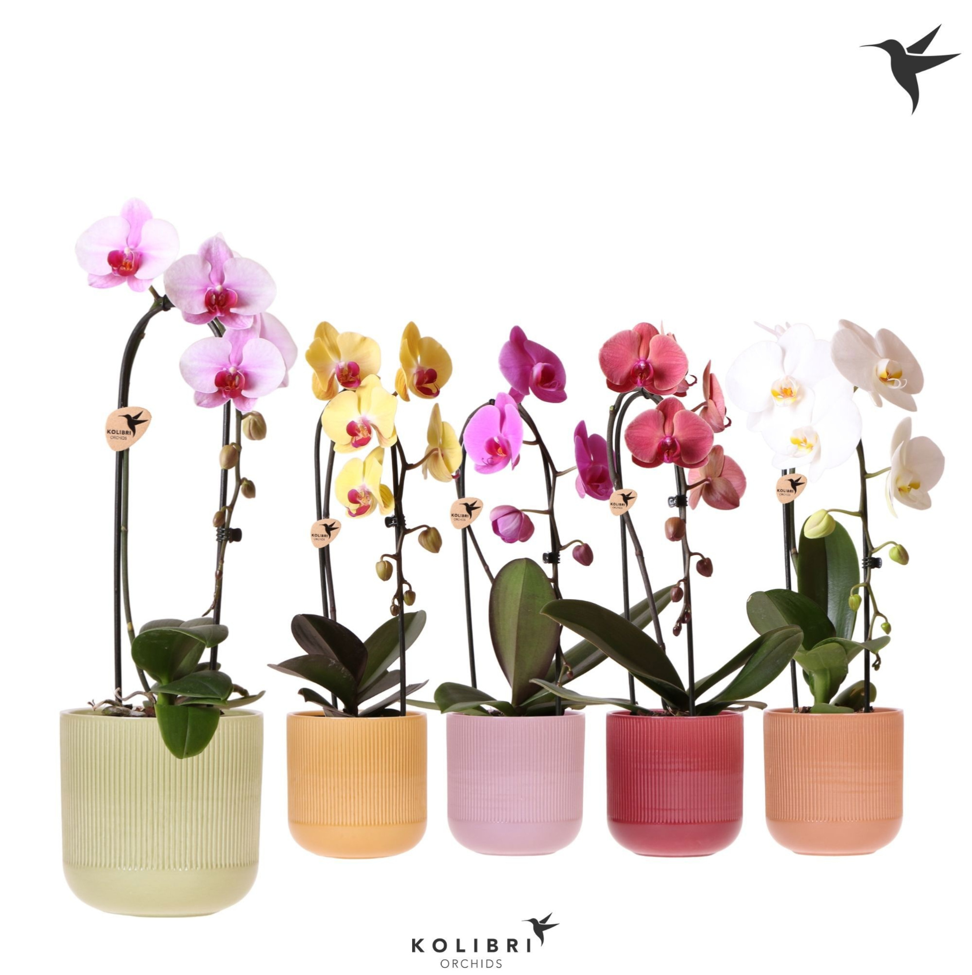 Kolibri Orchids Cascade Niagara Fall mix 1 spike in Flare pot mix, D 12