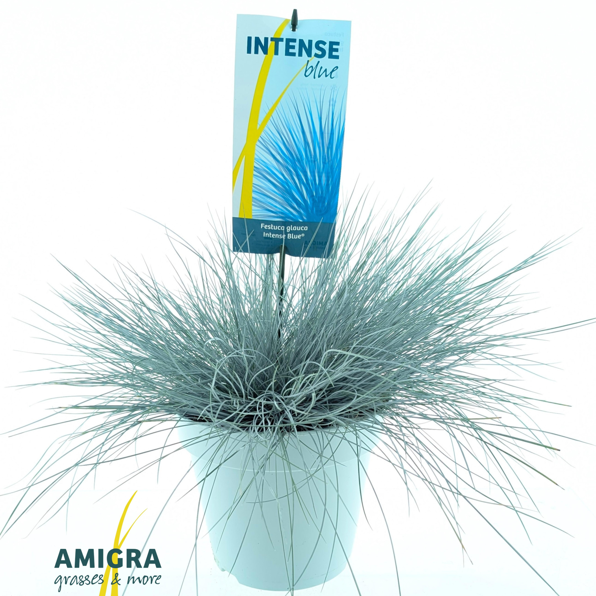 Festuca glauca Intense Blue®, D 23