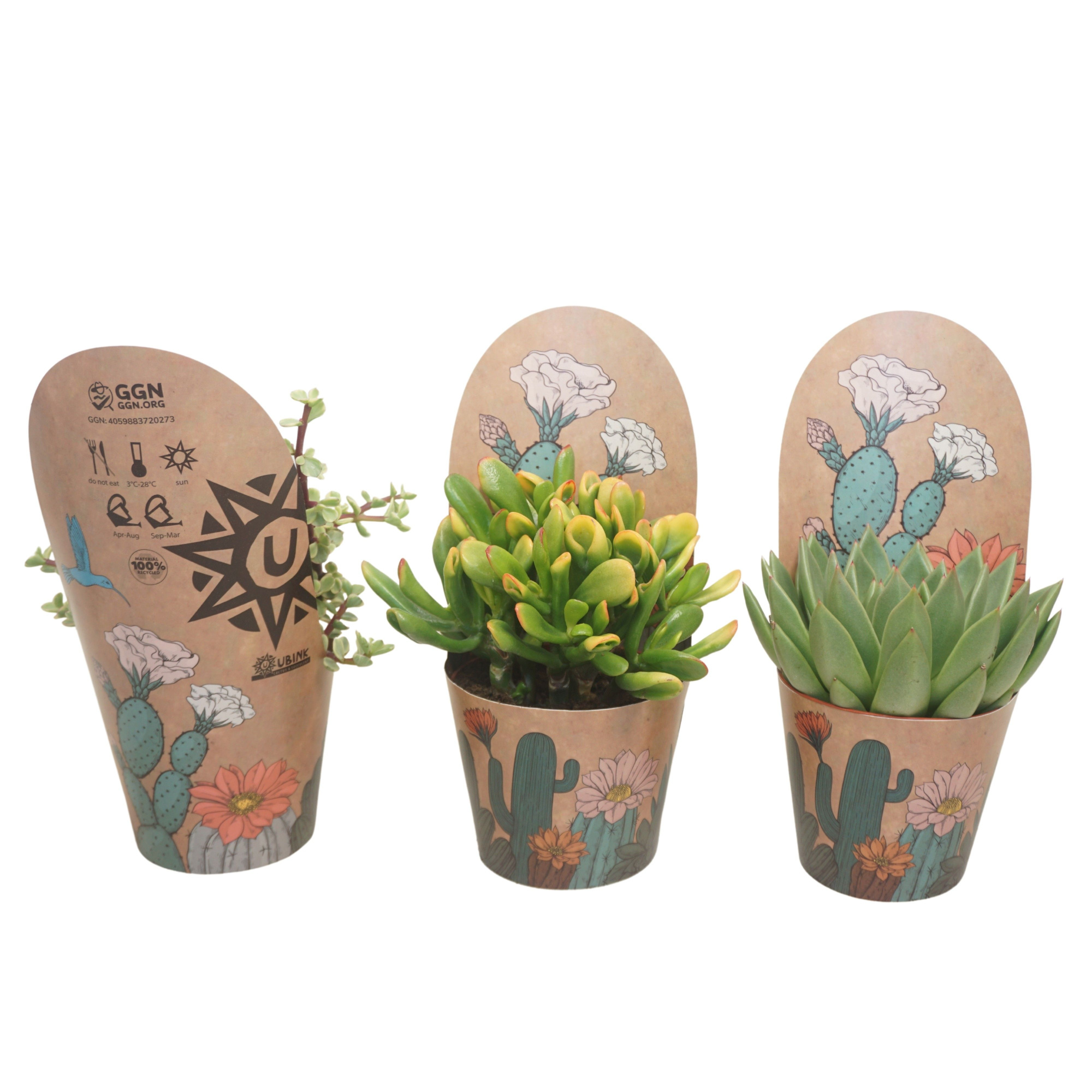 Succulenten mix 12 cm in Ubink potcover, D 12