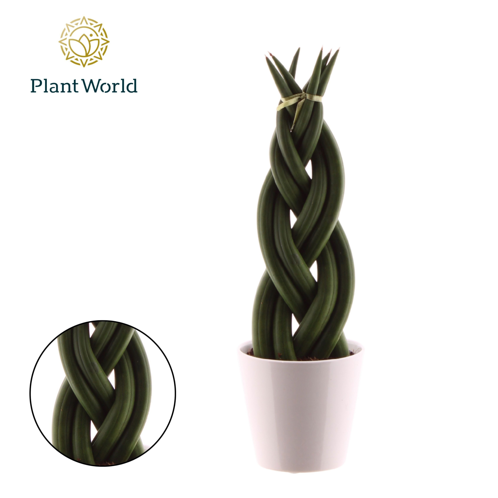 Sansevieria cylindrica 'Twist' met keramiek wit, D 8,5