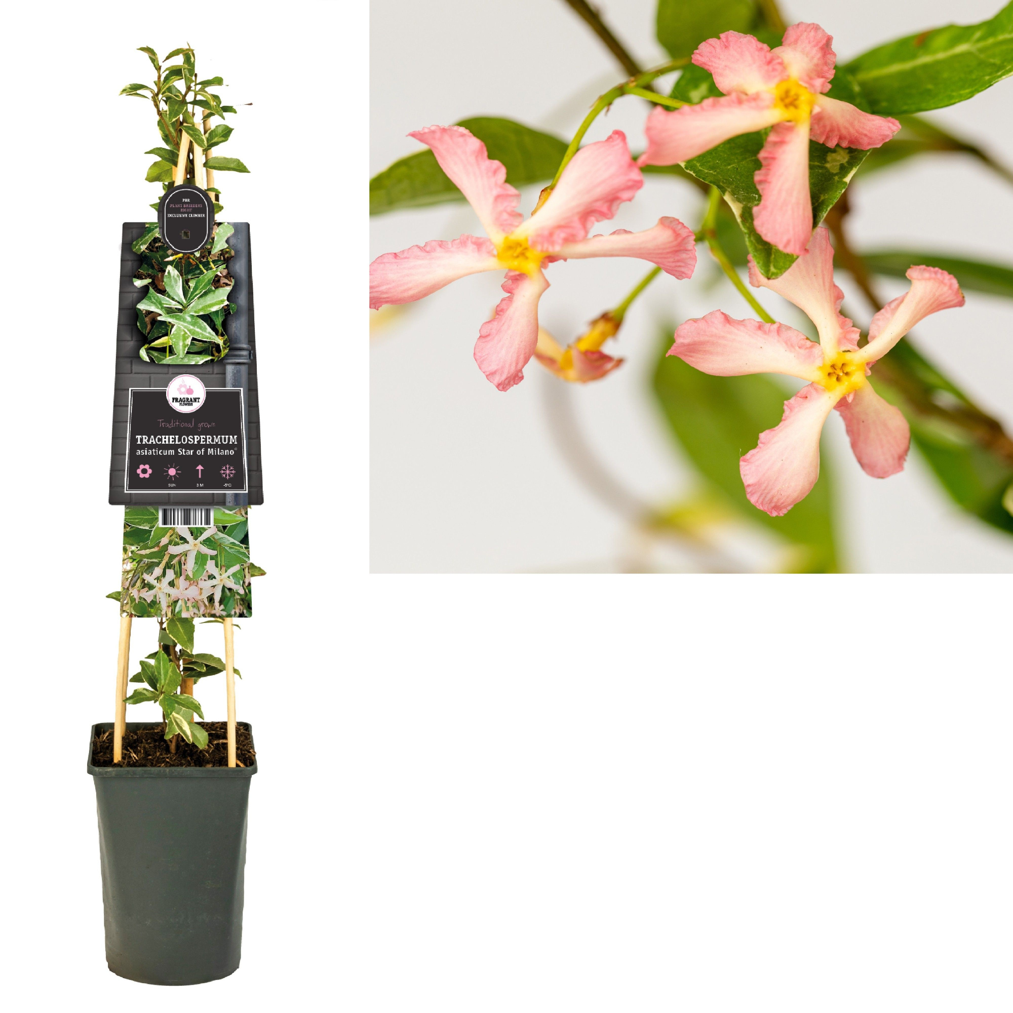 Trachelospermum Star of Milano PBR +3.0 label, D 17