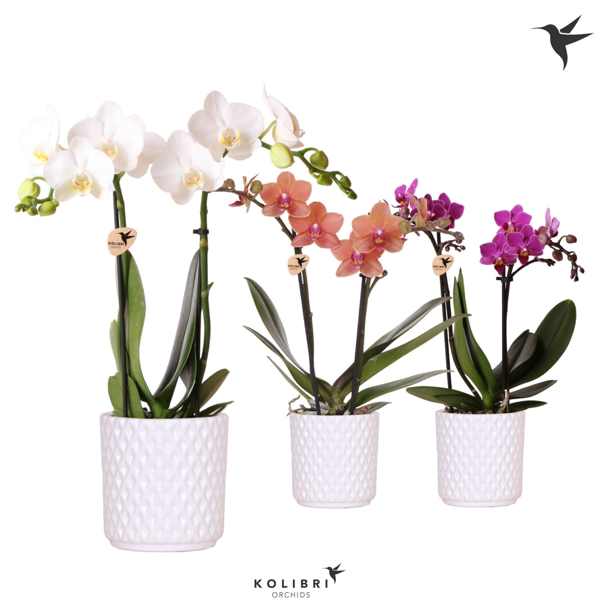 Kolibri Orchids Phalaenopsis mix 2 spike in Diamond pot white, D 9