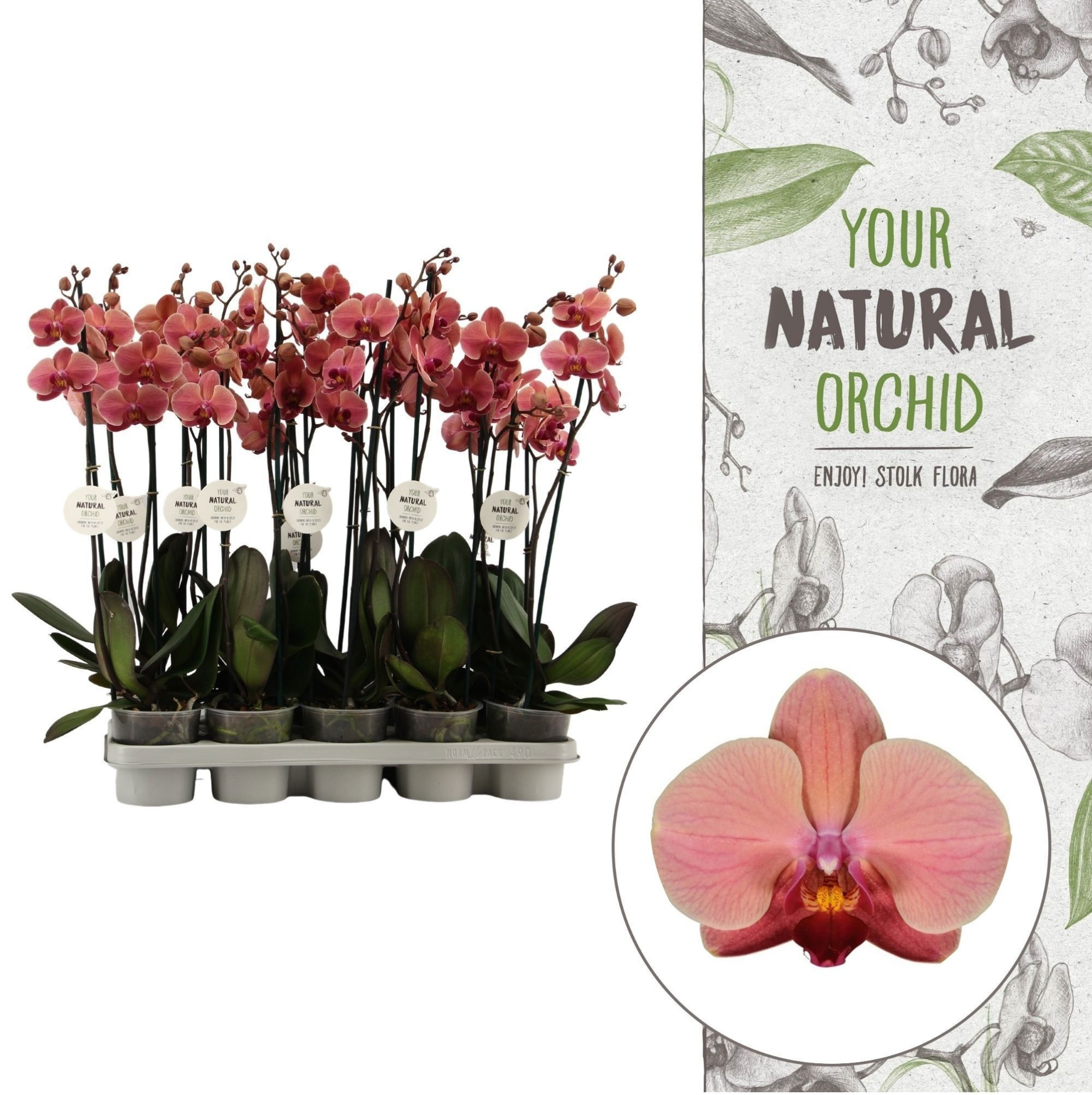 Your Natural Orchid | Orange | Phalaenopsis 2 spike, D 12