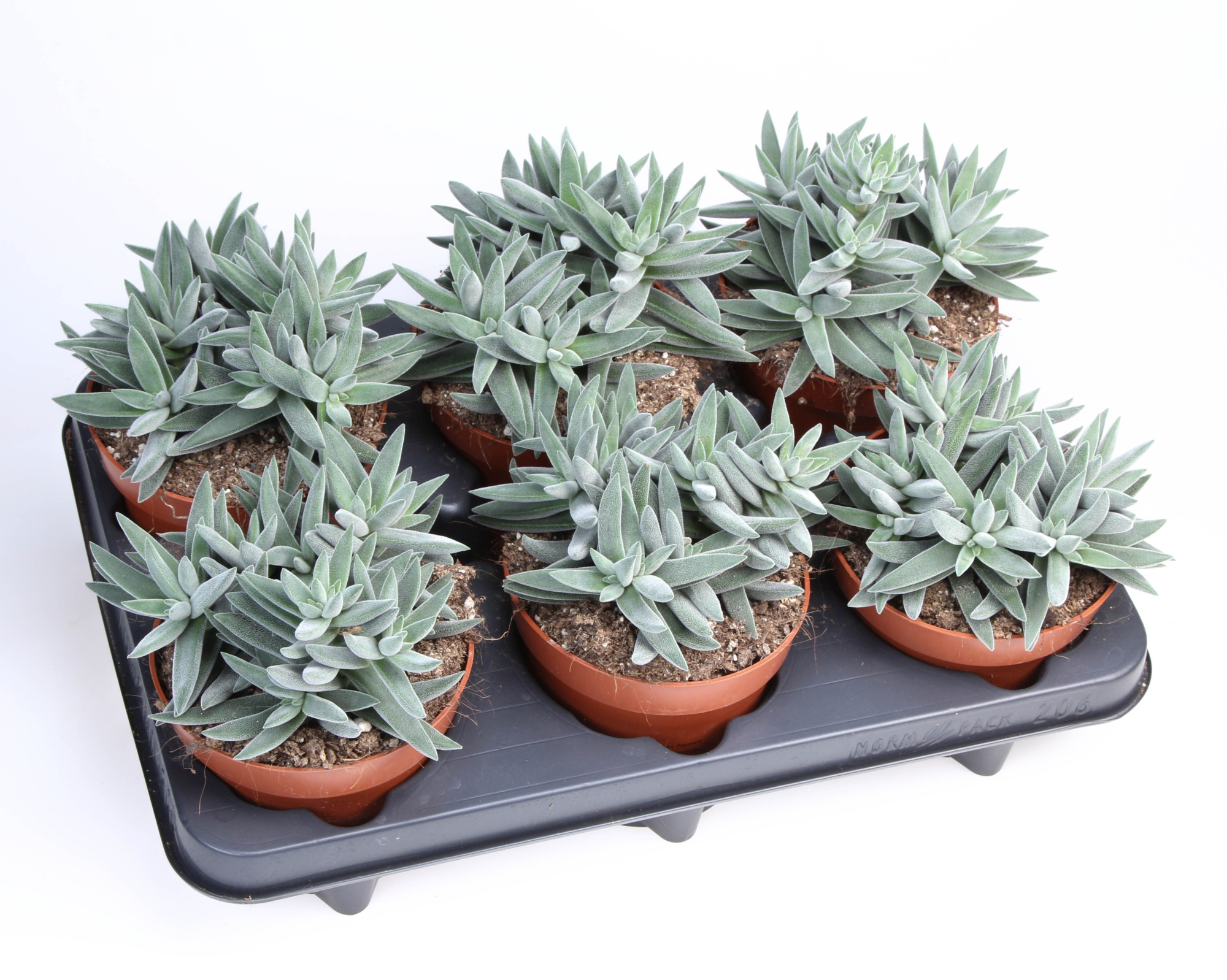 Crassula Silver, D 12