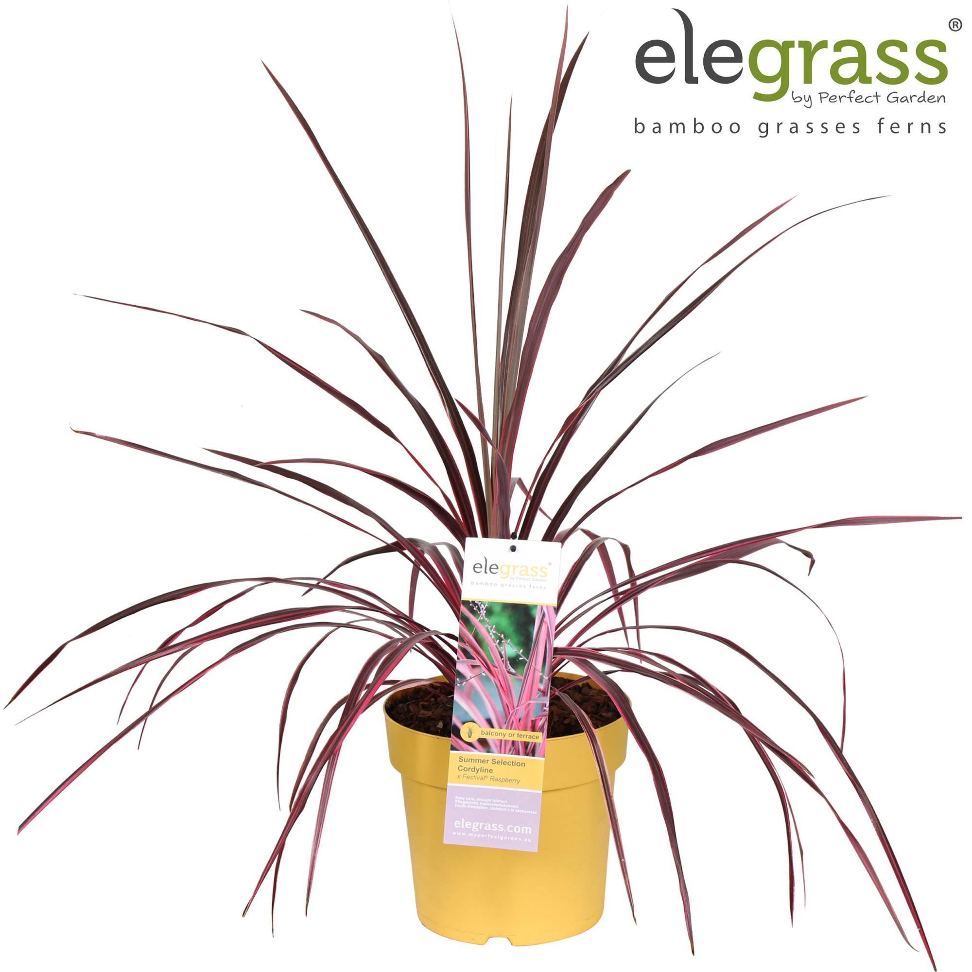 Cordyline x Festival® Raspberry P23, D 23