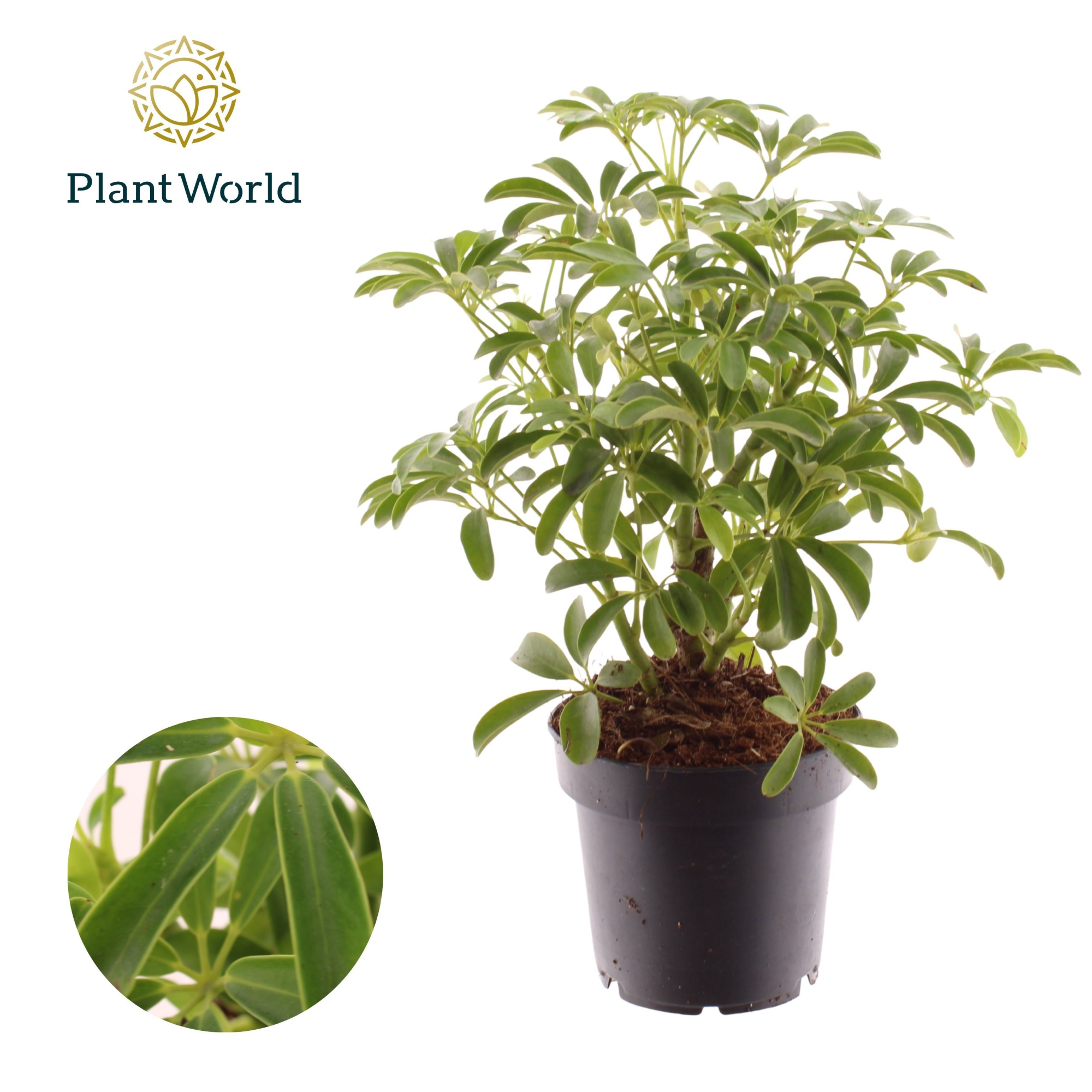 Schefflera Luseana Bush, D 12