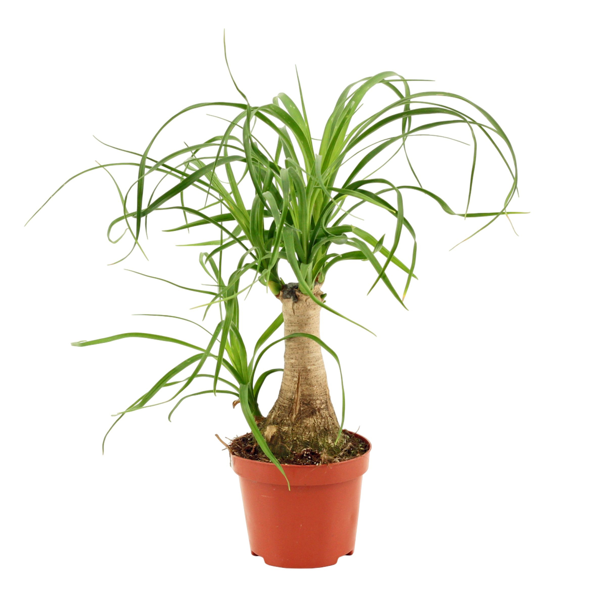 Beaucarnea Recht 9 cm, D 9