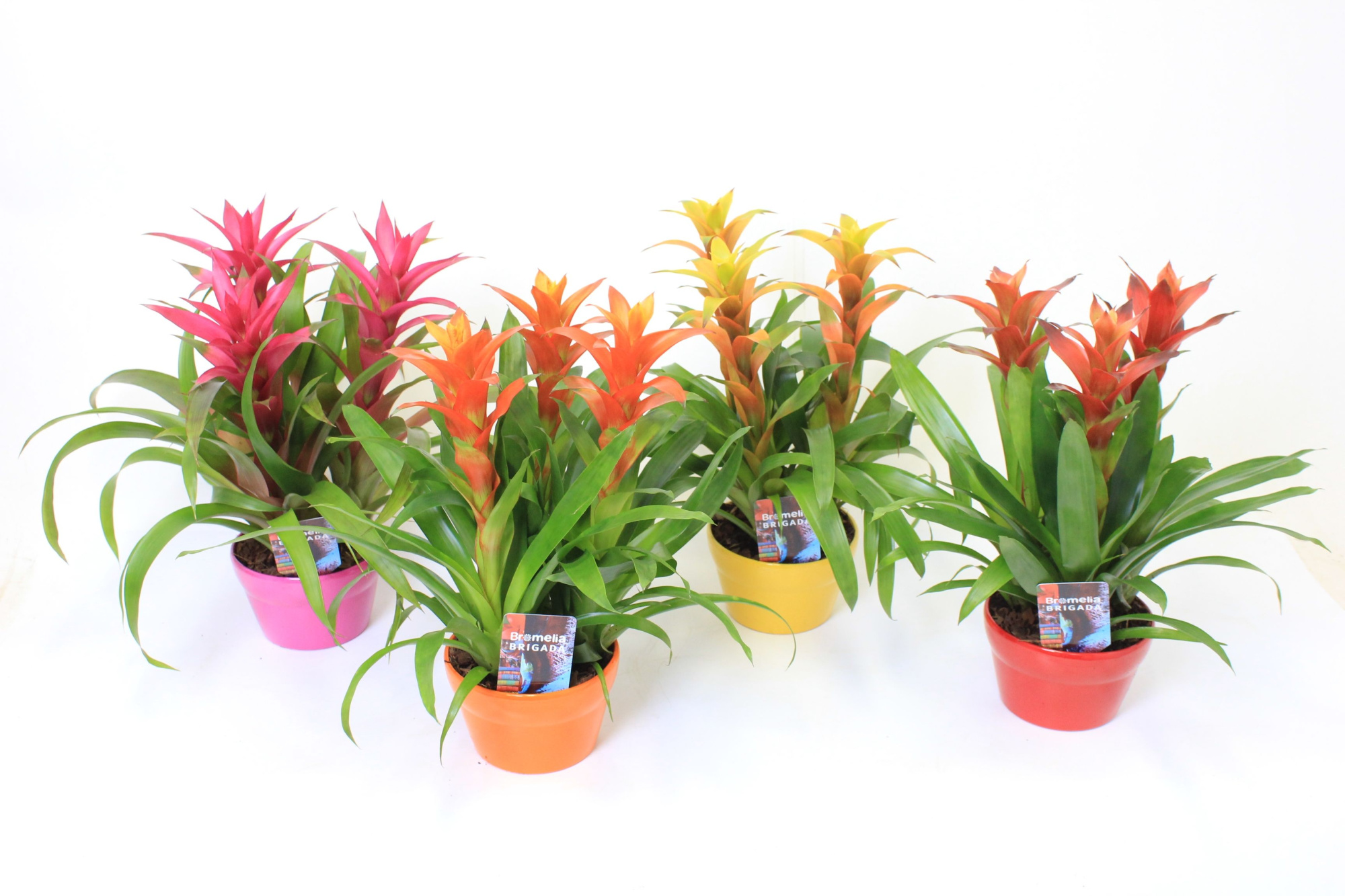 Guzmania in Elle 16 schaal, D 16