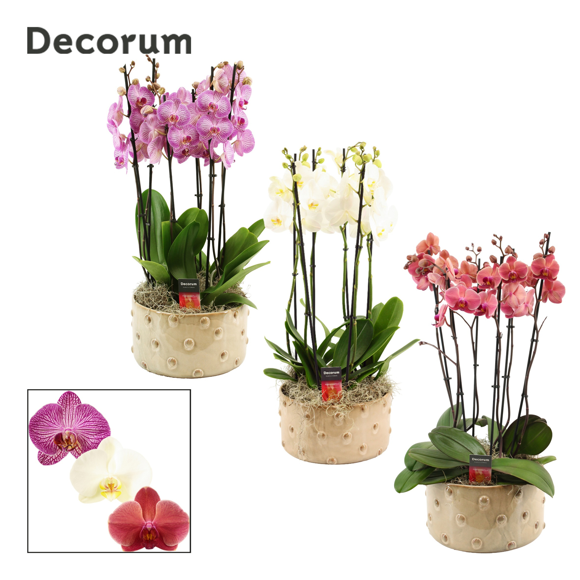 Belle 6 tak symphony mix (Deco-collection), D 27