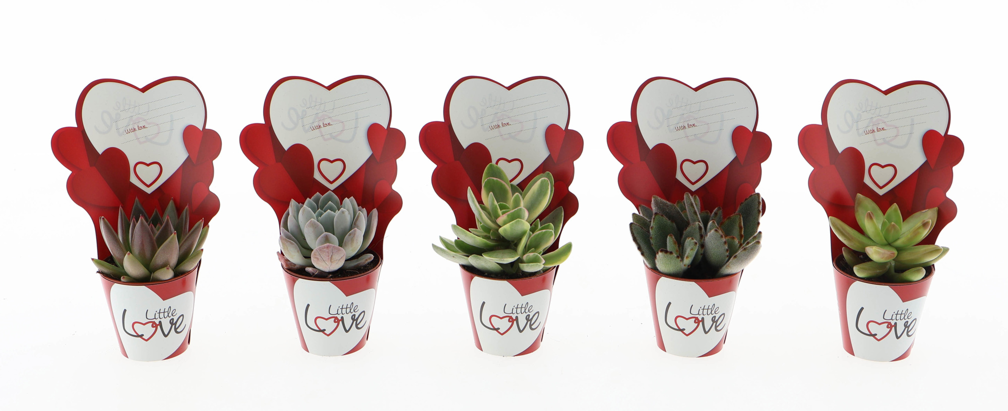 Potcover little love succulent mix, D 5,5