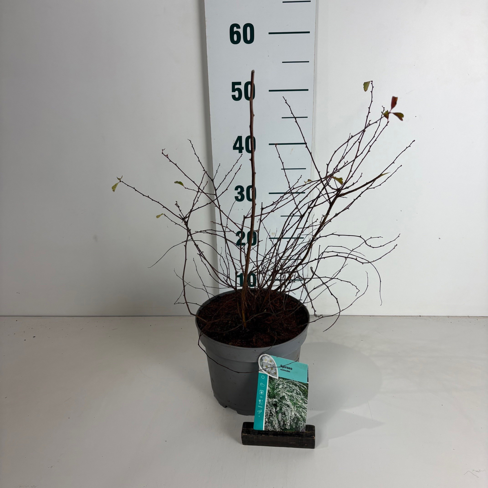 Spiraea vanhouttei, D 20