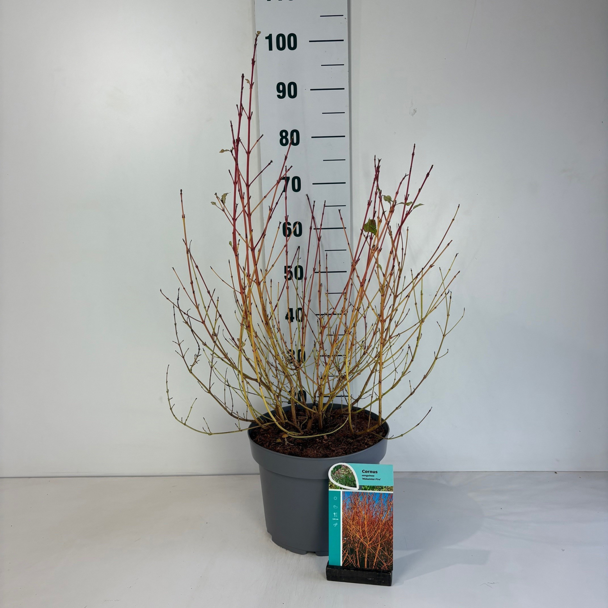 Cornus sanguinea Midwinter Fire, D 29