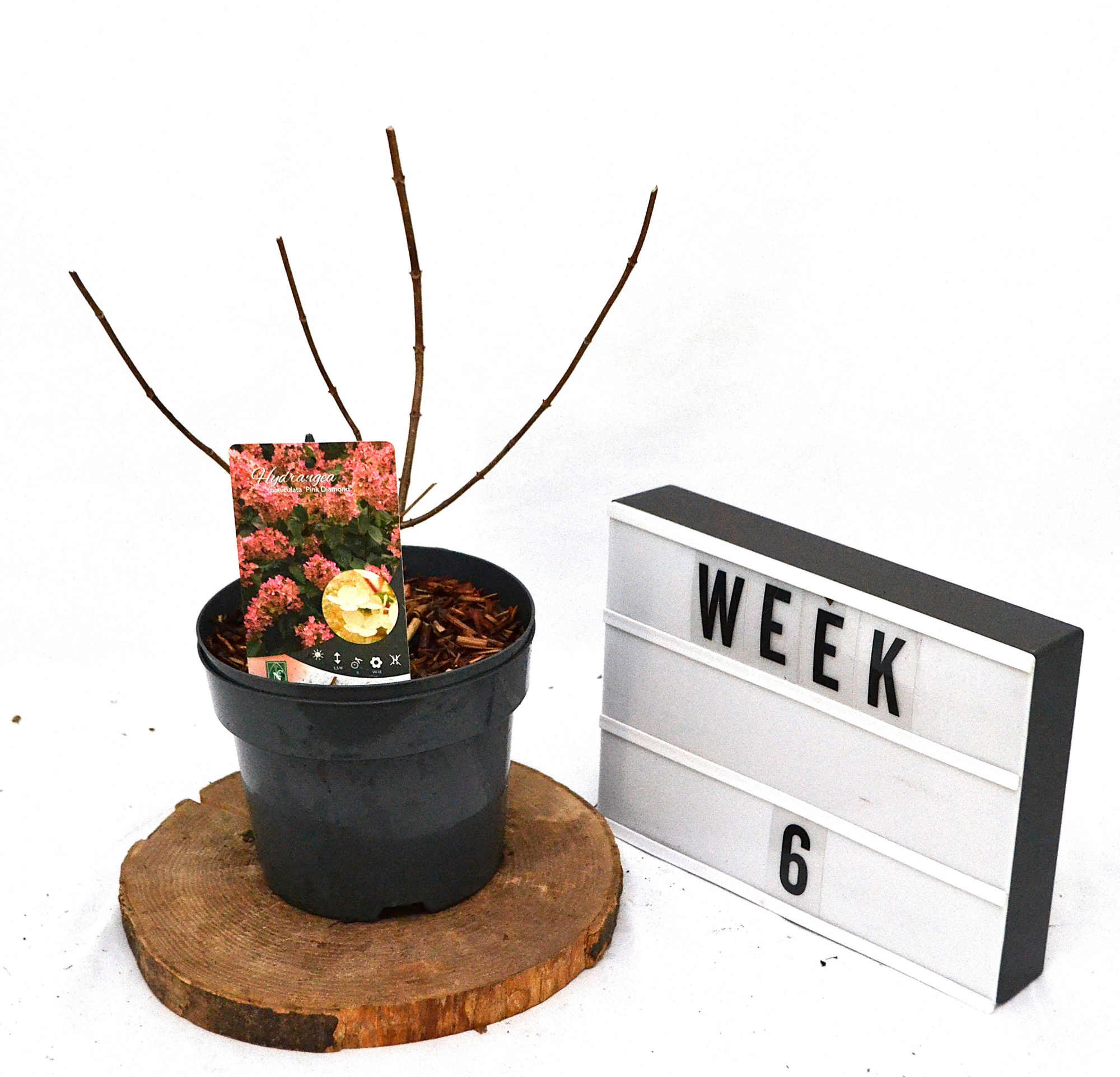 Hydrangea paniculata Pink Diamond C3, D 19