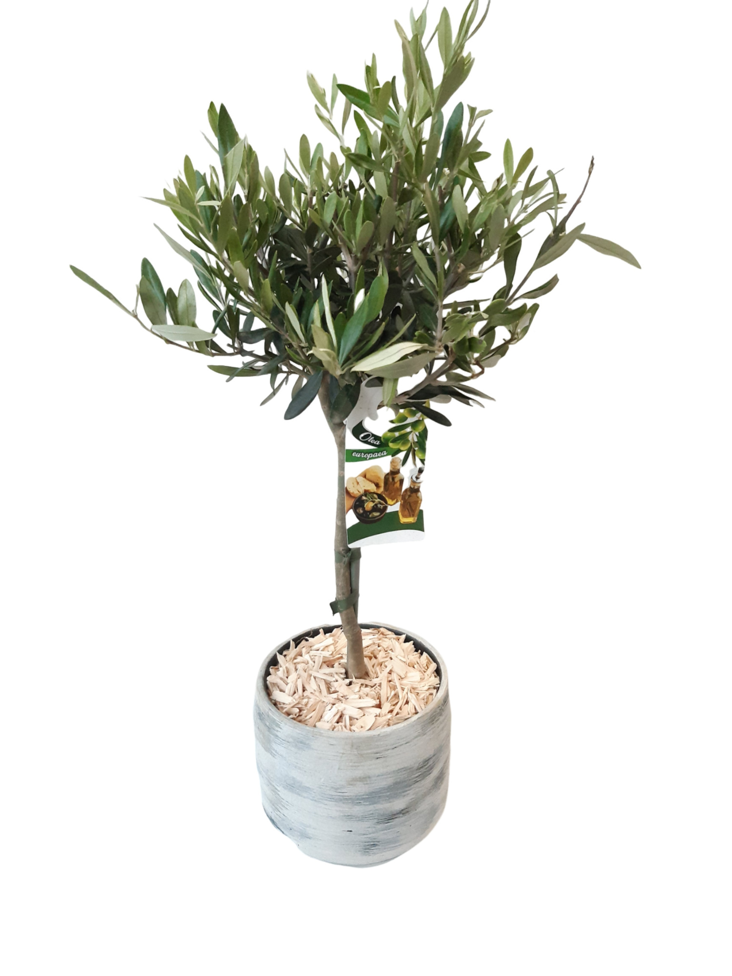 VPR18OC60 Vintagepot 18cm Olea Europea stem 60cm, D 18