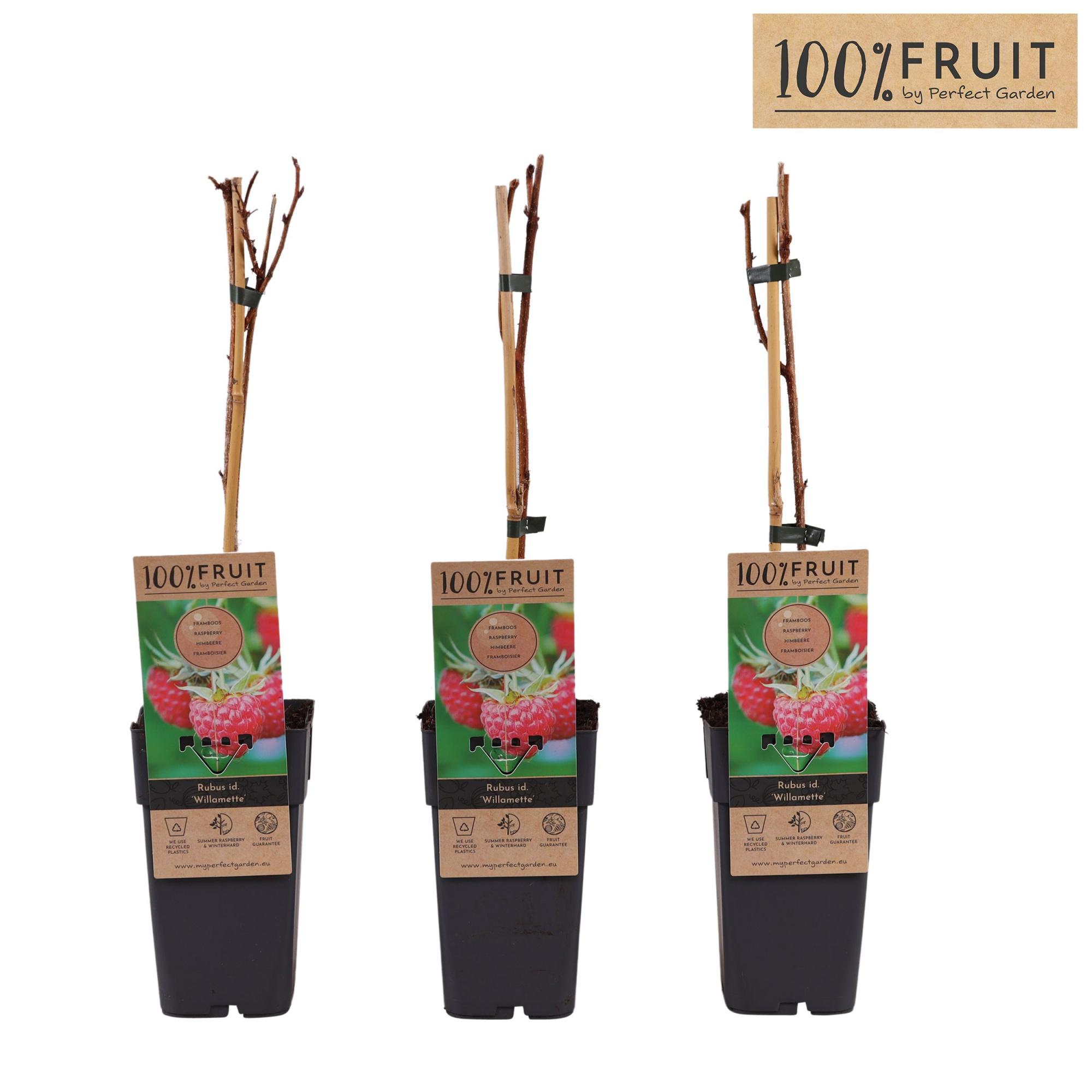 Rubus idaeus Willamette P15, D 15